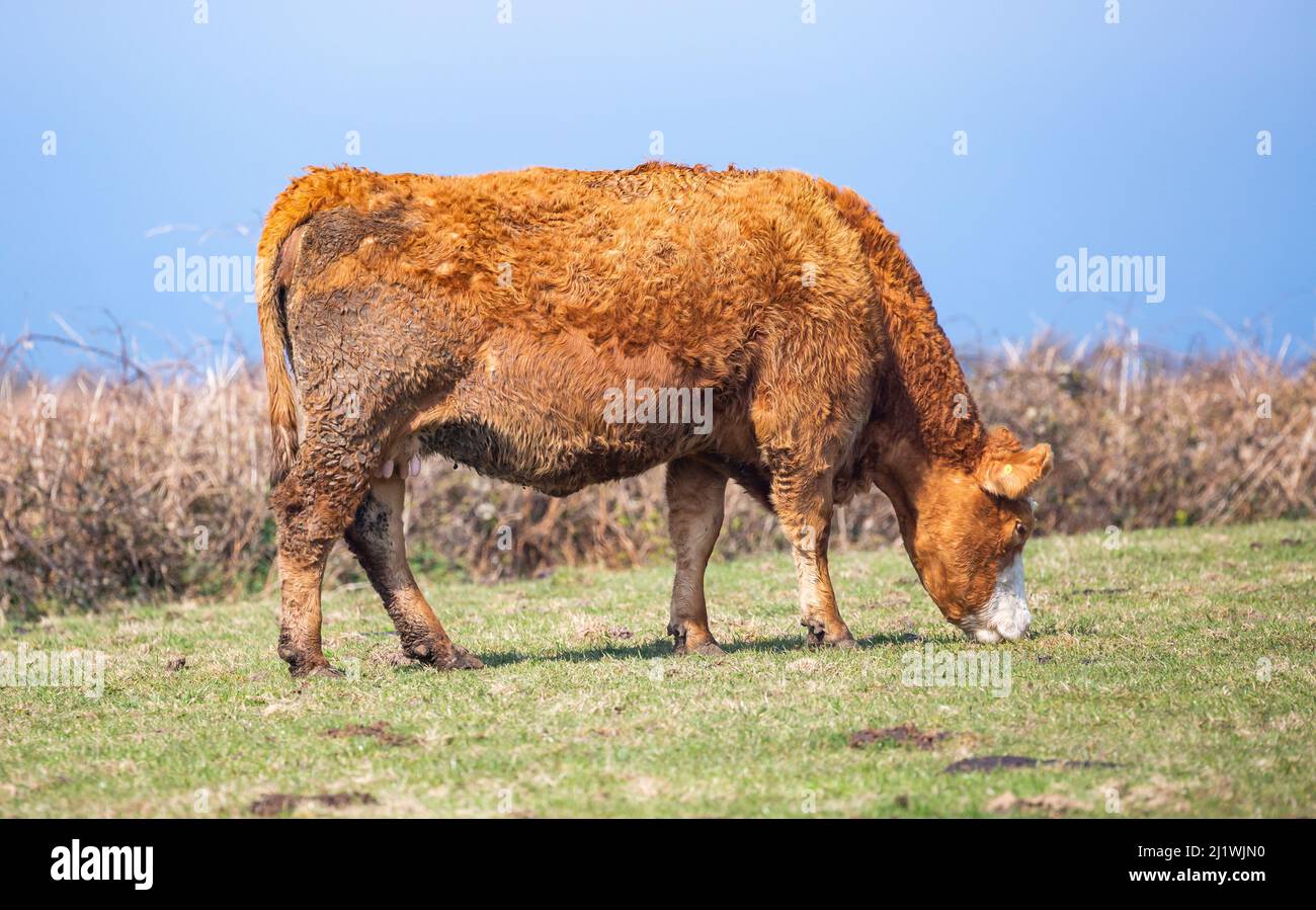 Cattle in a field on a glorious sunny day in Pendeen, Cornwall, uk ...