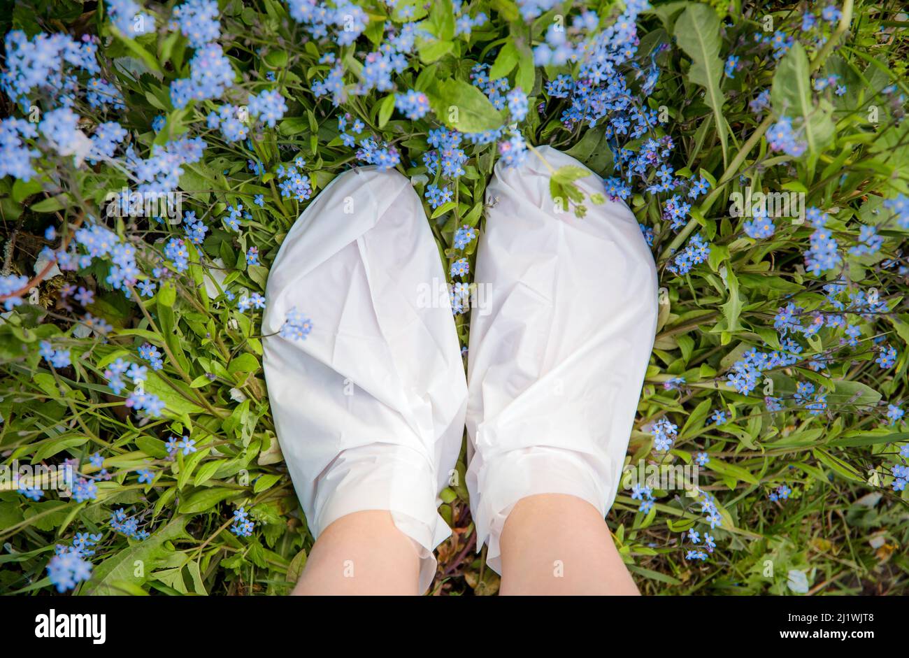 Moisturizing foot mask for dry heels feet. Woman wearing one time moisturizing foot mask socks outdoors standing between wild flowers Myosotis forget- Stock Photo