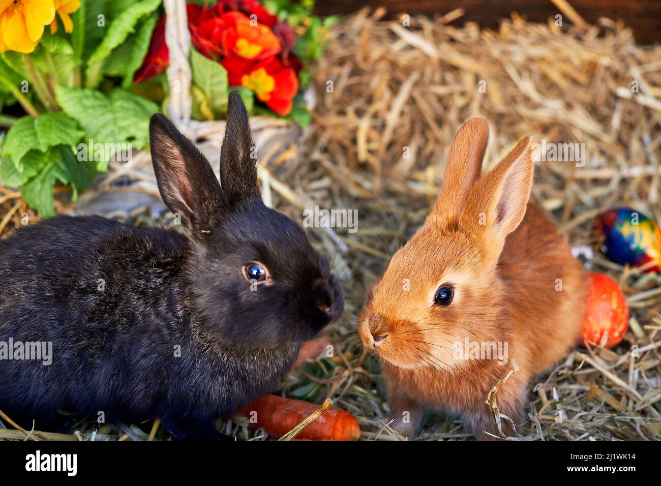 zwei junge Kaninchen auf Stroh mit Frühlingsblumen Ostereiern und Karotten Stock Photo