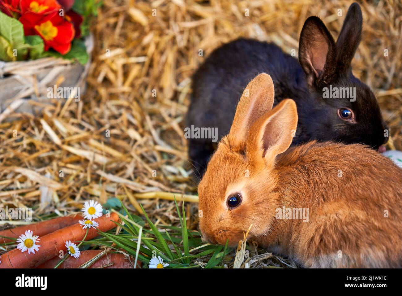 zwei junge Kaninchen auf Stroh mit Frühlingsblumen Ostereiern und Karotten Stock Photo