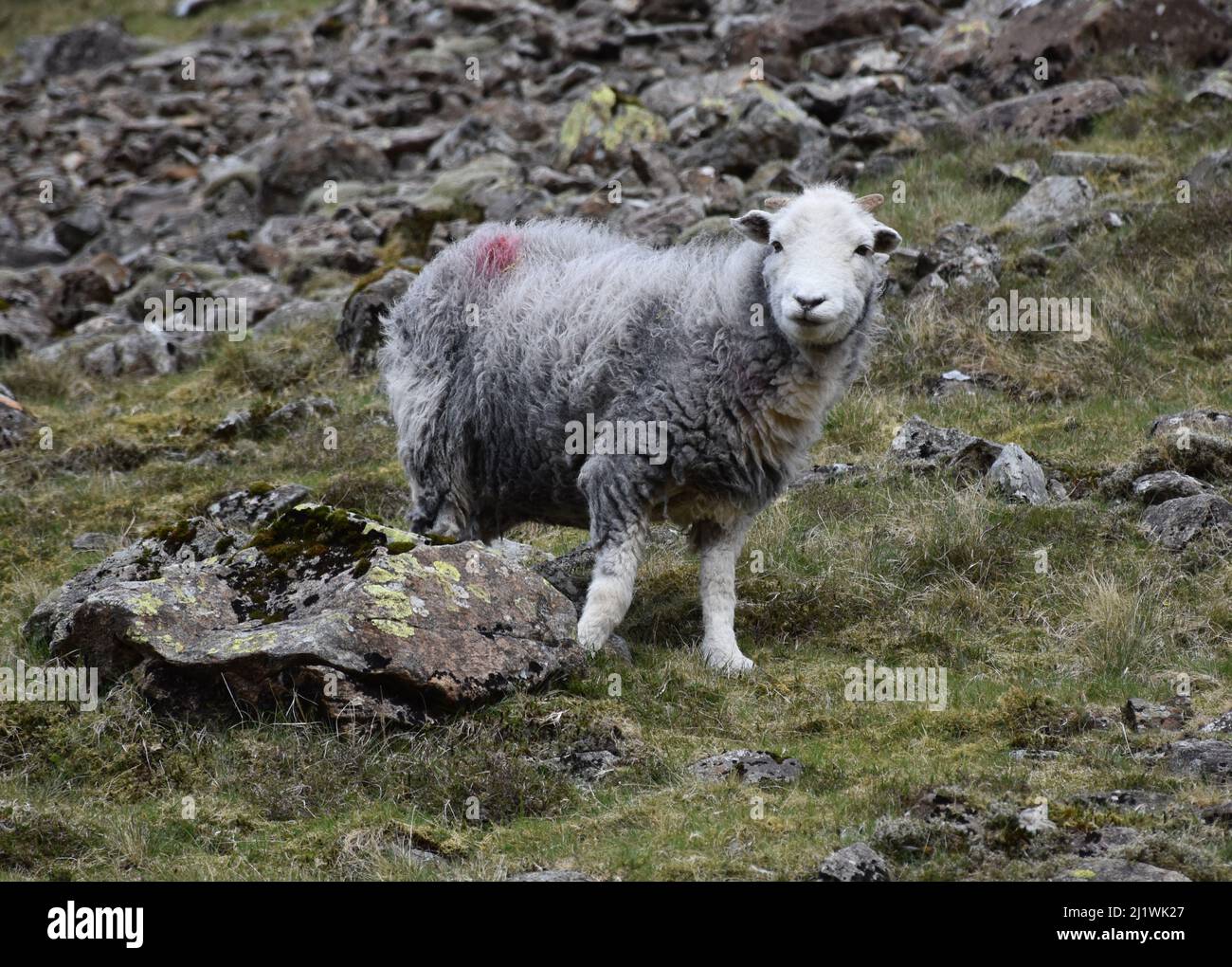 Grey wethers sheep hires stock photography and images Alamy