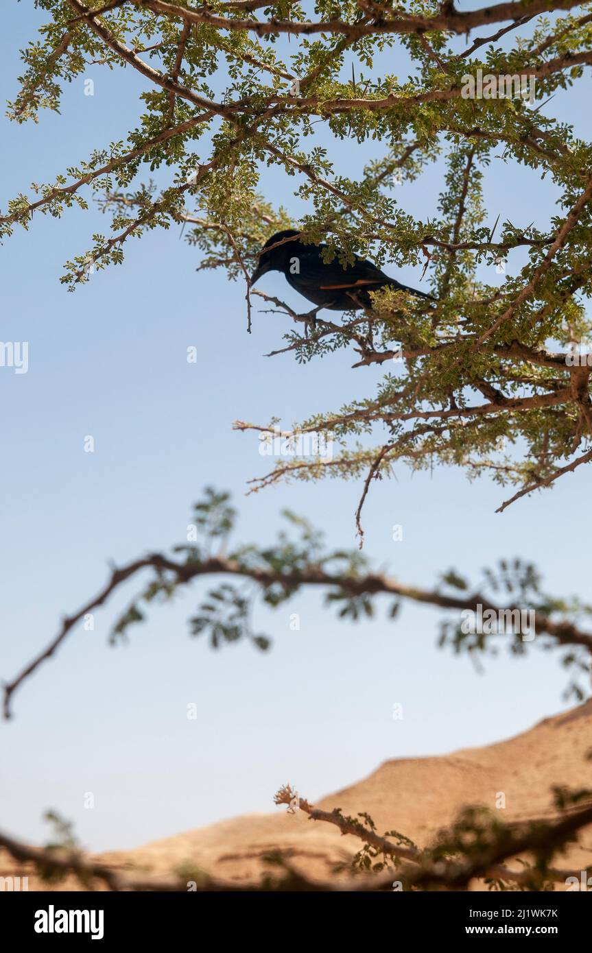 Tristram's Grackle (Onychognathus tristramii) in an Acacia Tree. Photographed at Wadi Peres A seasonal riverbed in the North Easter Negev Desert on th Stock Photo