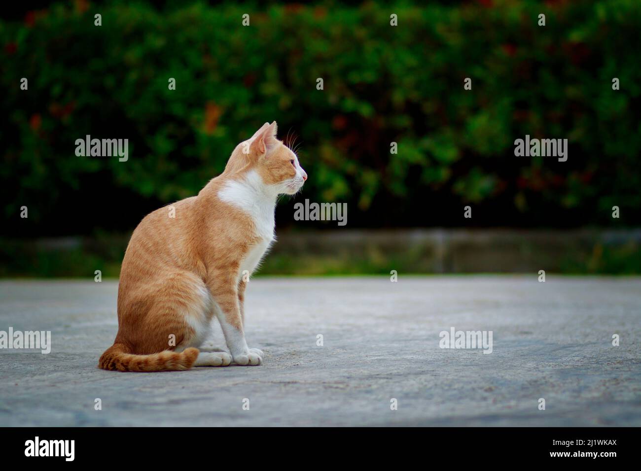 thai domestic cat sitting on cement ground Stock Photo