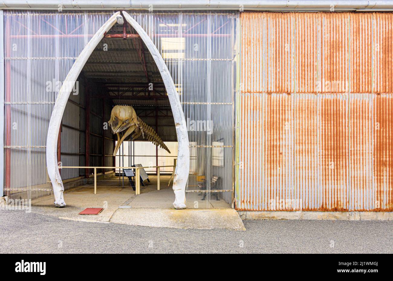 Sperm Whale skeleton exhibit at Albany's Historic Whaling Station at Discovery Bay, Albany, Western Australia Stock Photo