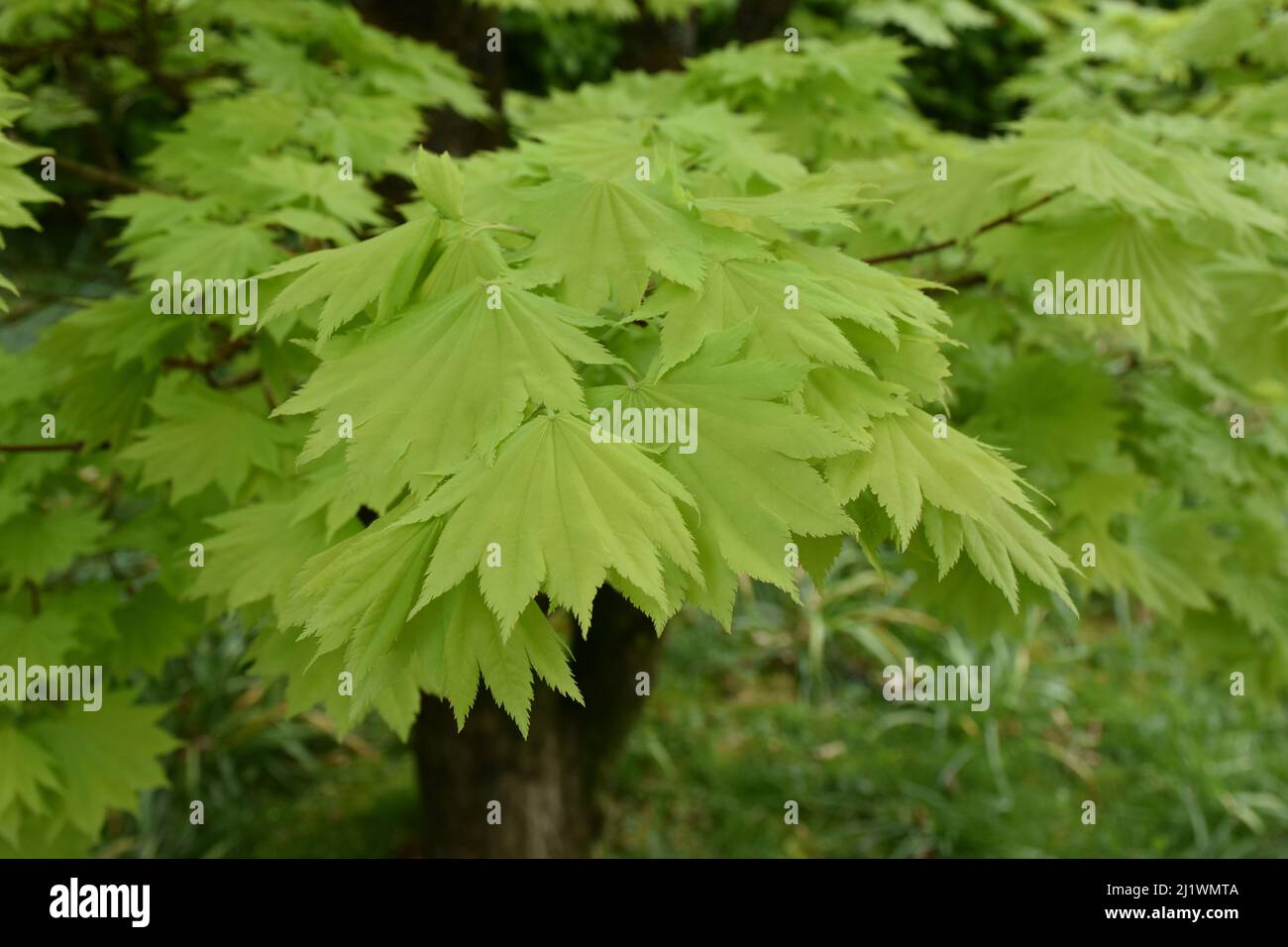 Lots of fresh green leaves growing on a tree in the spring Stock Photo ...