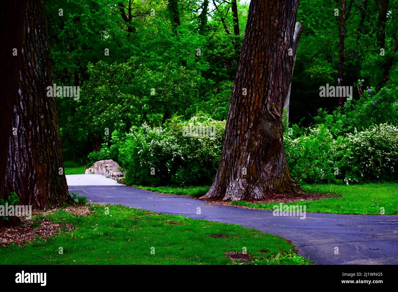 a photo of green forest park with small road going between trees Stock ...