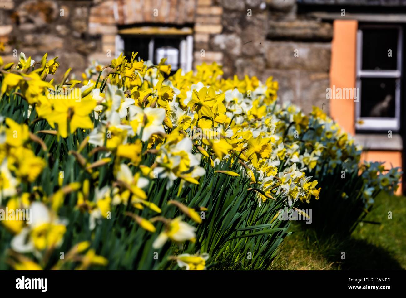 Springtime daffodils blooming in the churchyard. St Michael’s Church, Chagford, Dartmoor, Devon, UK Stock Photo