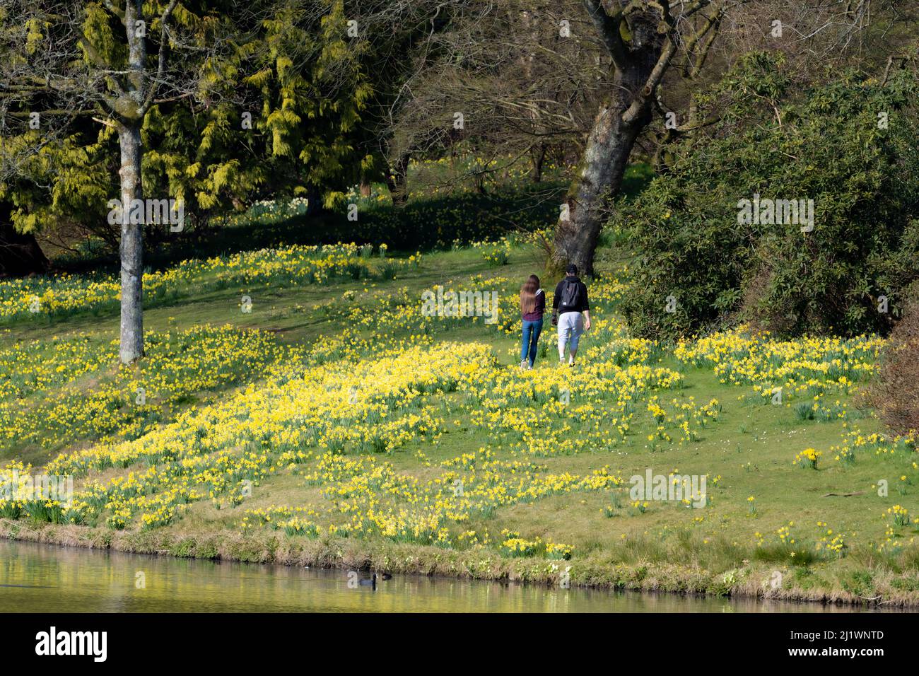 Walking through the spring daffodils at Stourhead gardens, Stourton, Wiltshire, UK Stock Photo