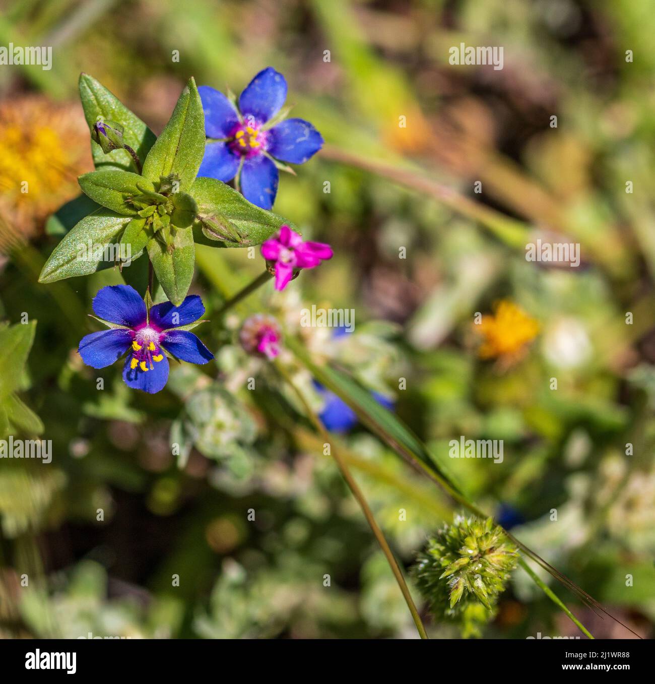 Lysimachia arvensis, Scarlet pimpernel Flower Stock Photo - Alamy