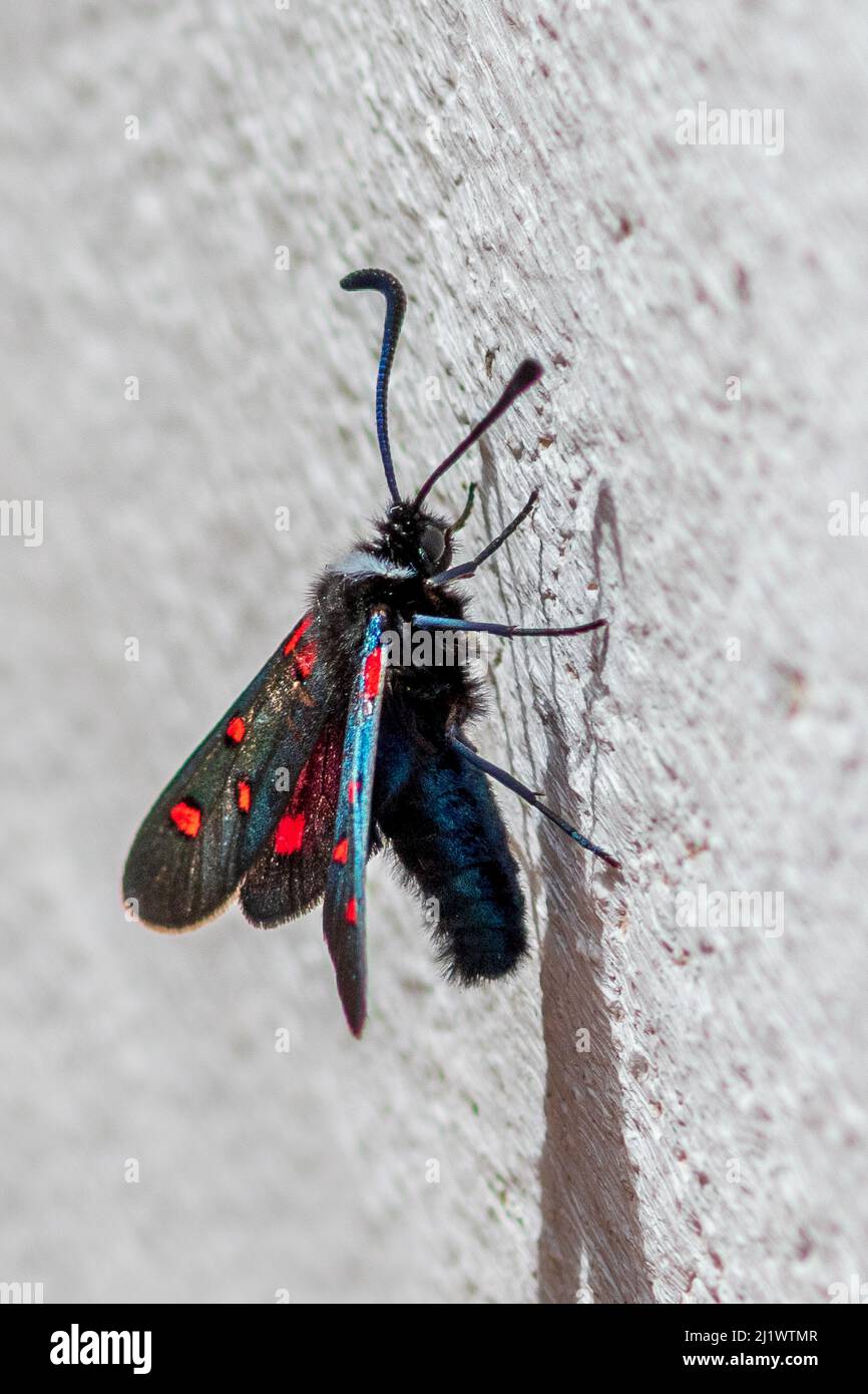 Zygaena lavandulae, Burnet Moth Stock Photo
