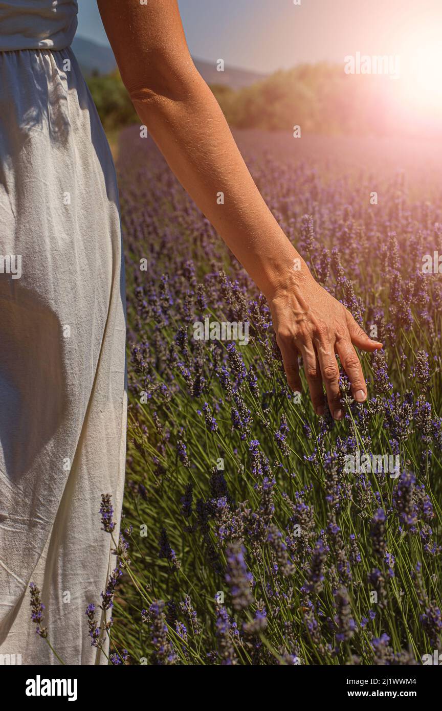 A woman's hand holds a fresh lavender in a lavender field Stock Photo