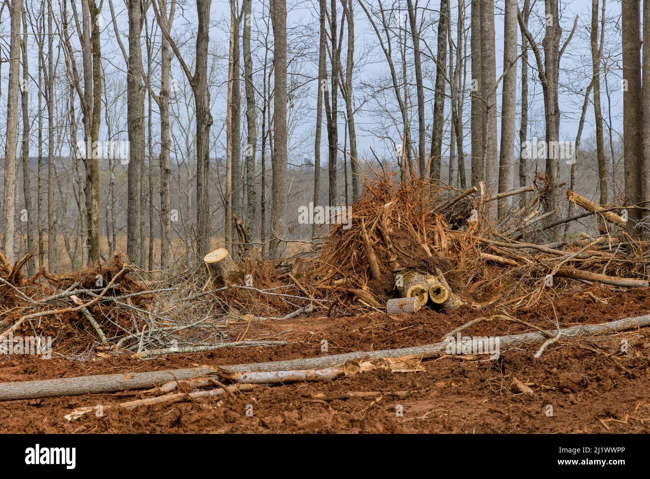 Close-up remove tree by pulling out its roots with preparing land for housing new complex Stock Photo