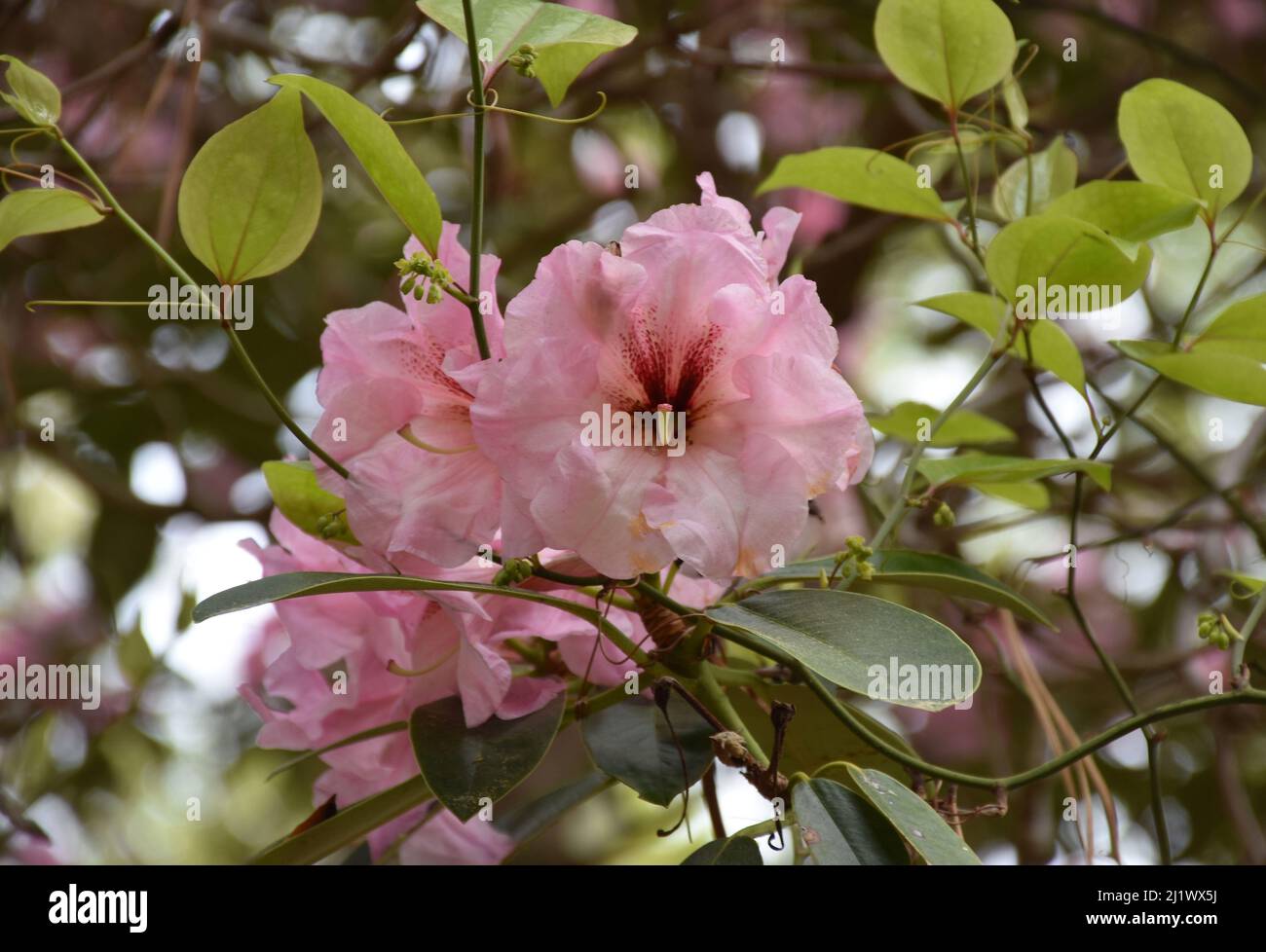 Very pretty light pink rhododendron flower blossom on a bush in the ...