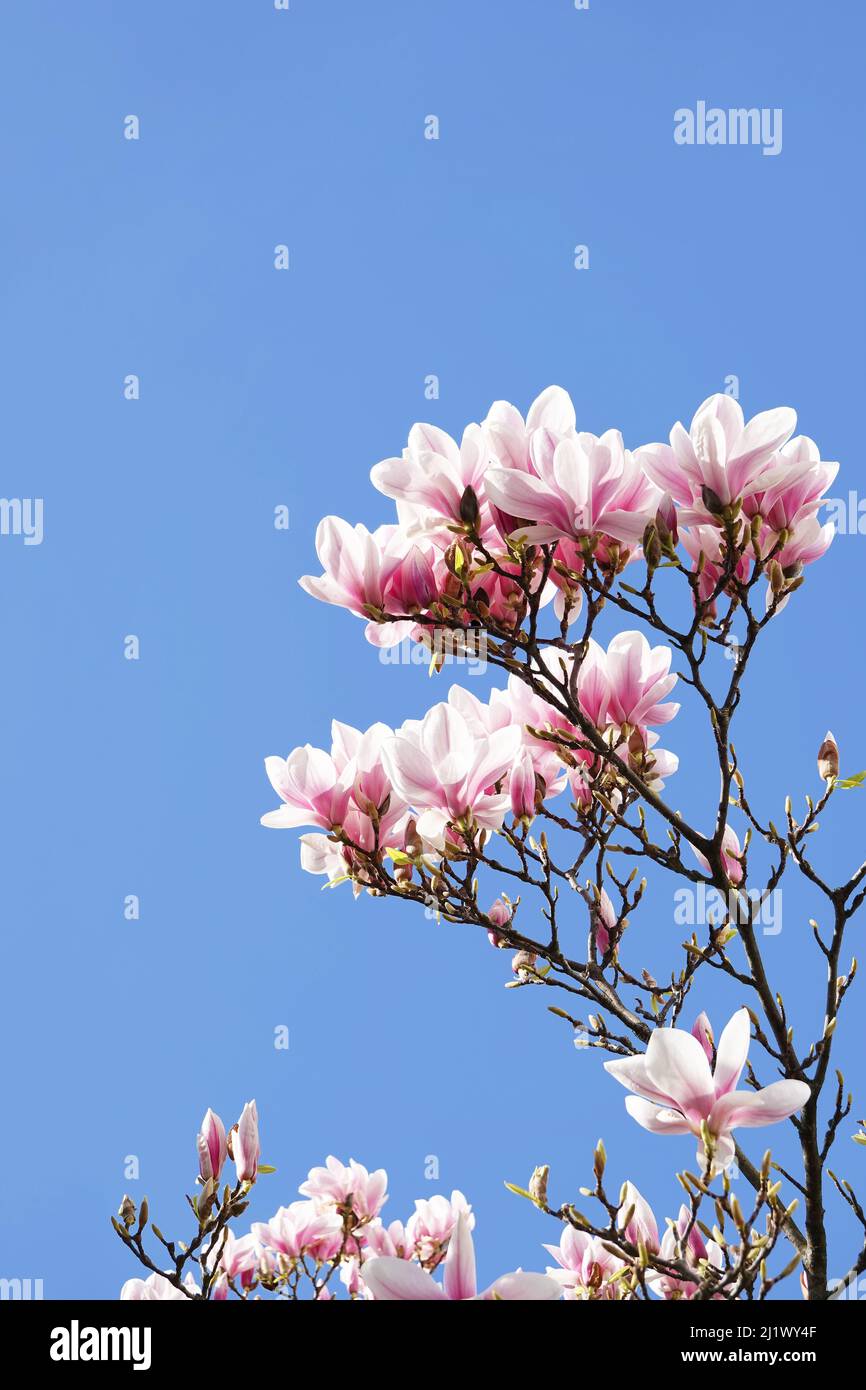 blossoming of magnolia tree in Germany in March Stock Photo