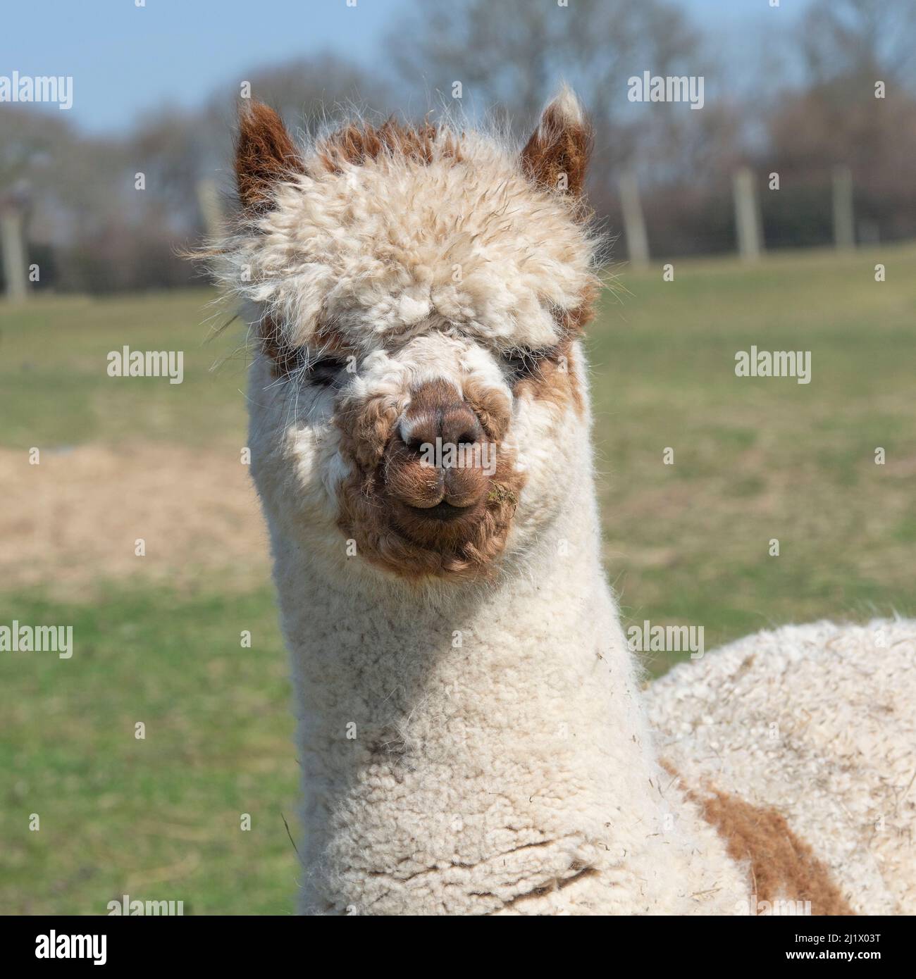 Yearling alpaca hi-res stock photography and images - Alamy
