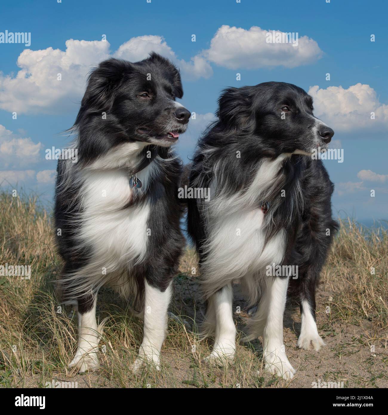 border collies on the beach Stock Photo Alamy