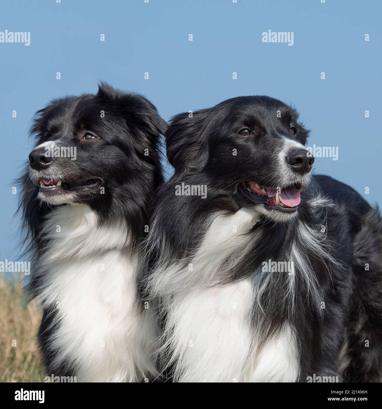 two border collies Stock Photo Alamy