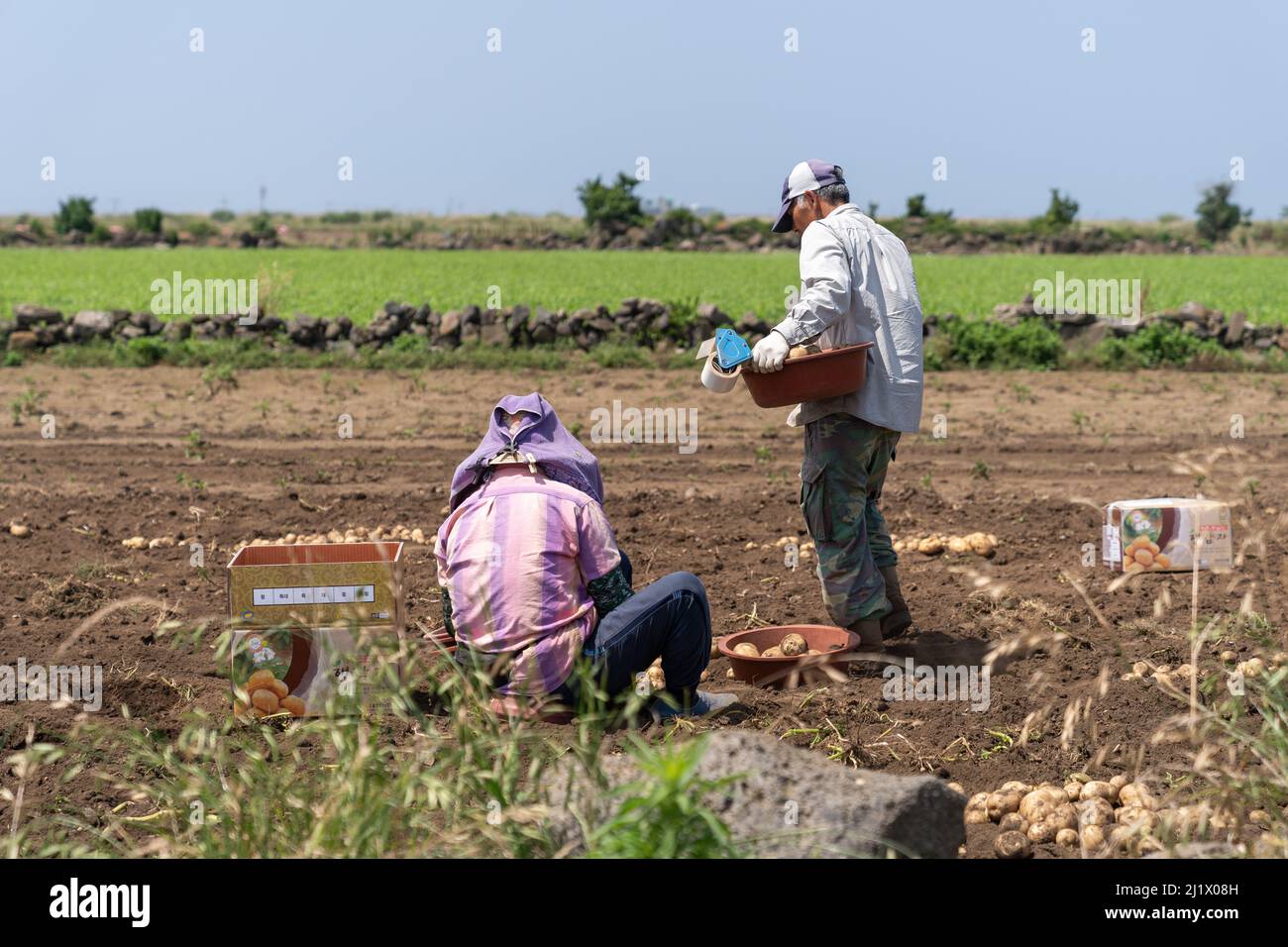 An older Korean man and woman harvesting potatoes in June, near Altteureu Airfield, along Jeju Olle Trail Route 10. Stock Photo