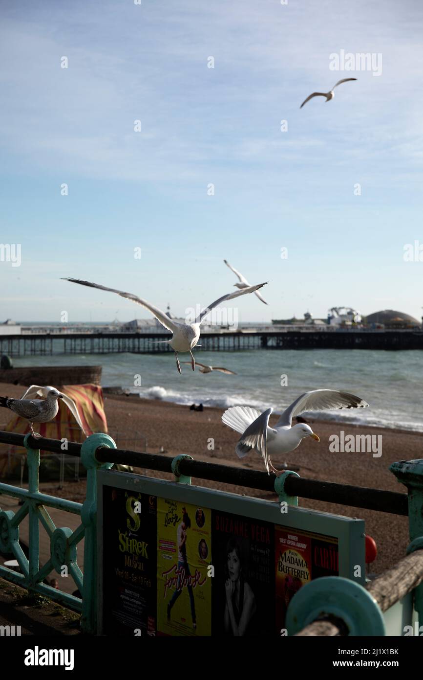 Herring Gull Behaviour Stock Photo Alamy