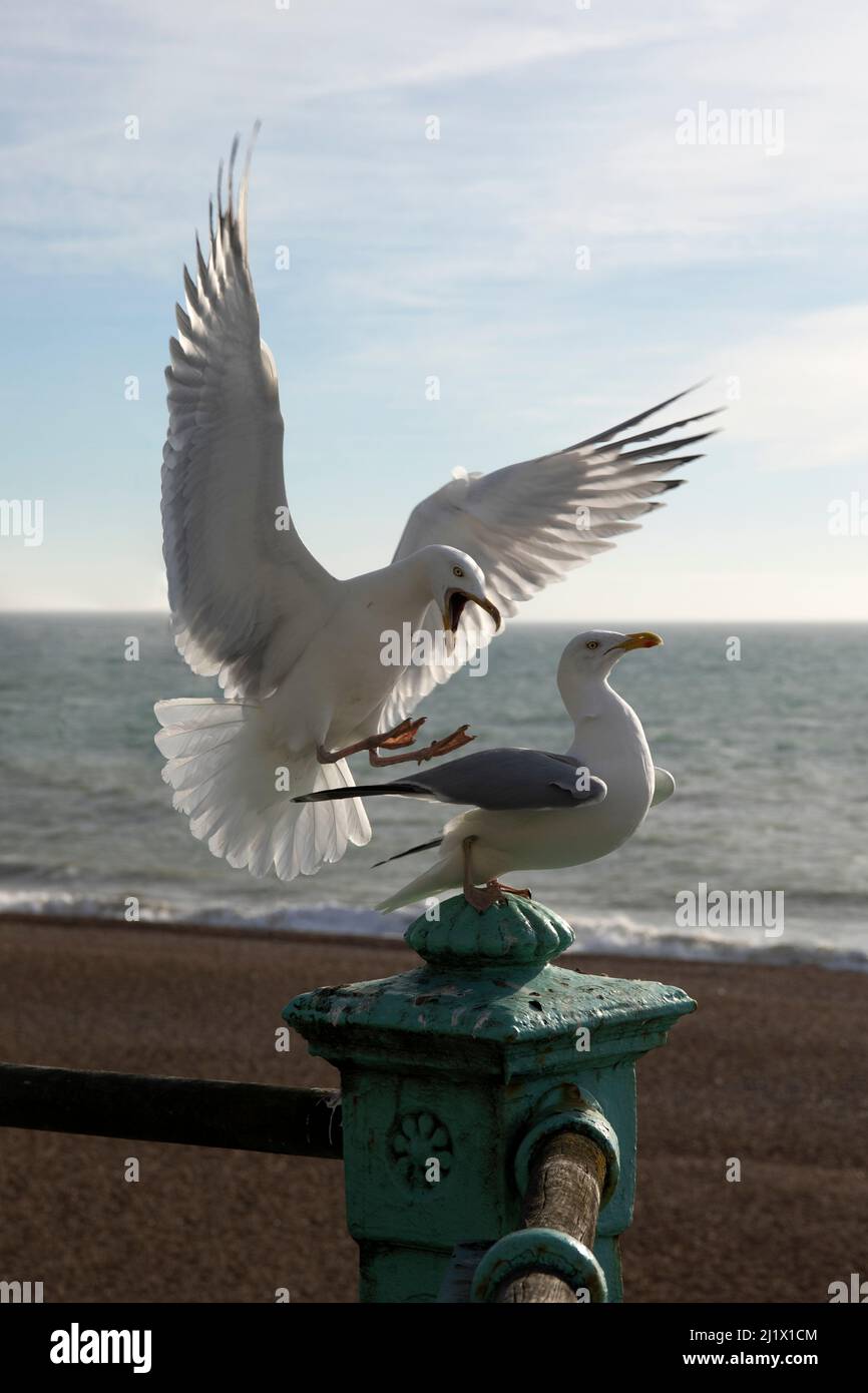 Herring Gull Behaviour Stock Photo Alamy