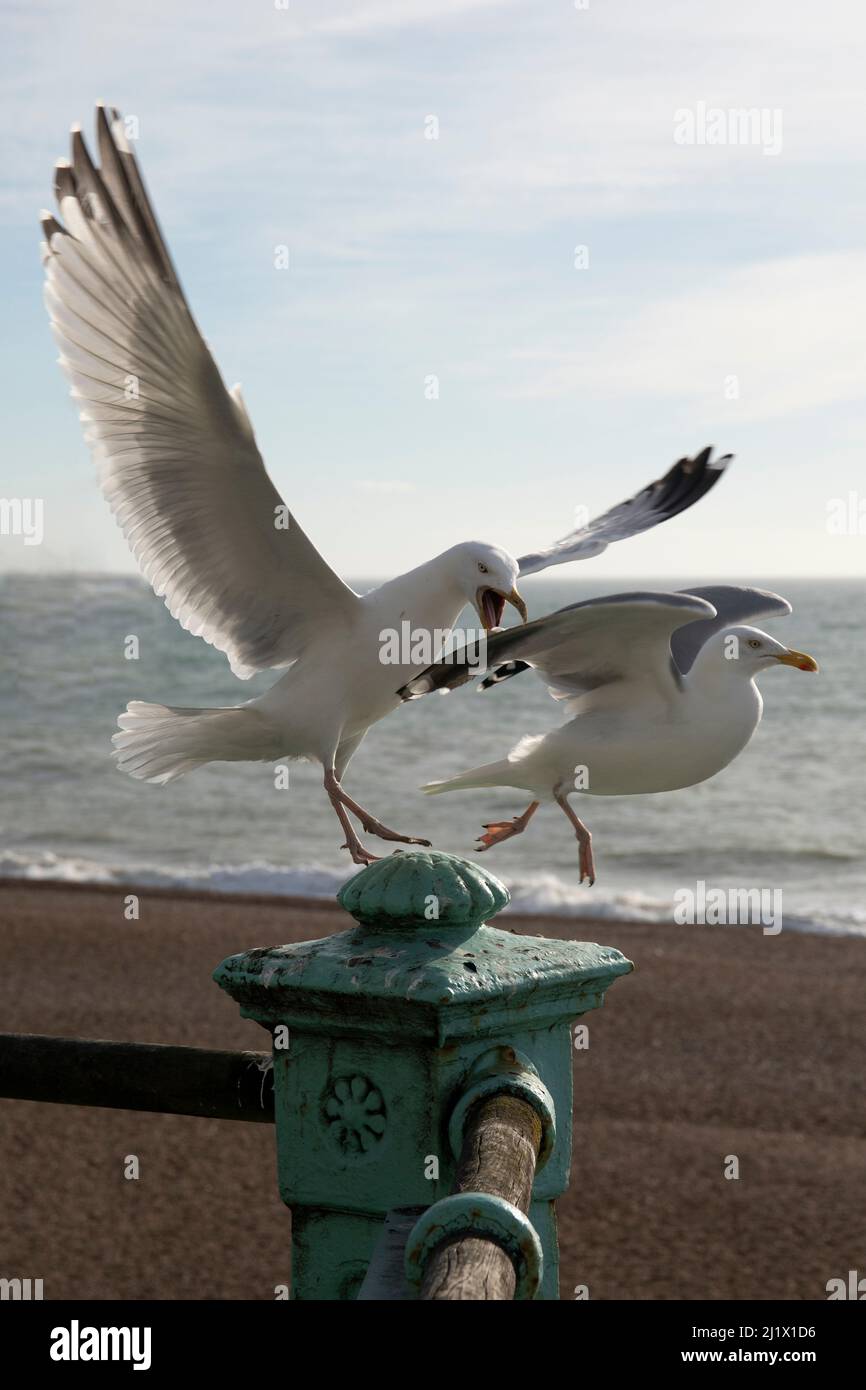 Herring Gull Behaviour Stock Photo Alamy