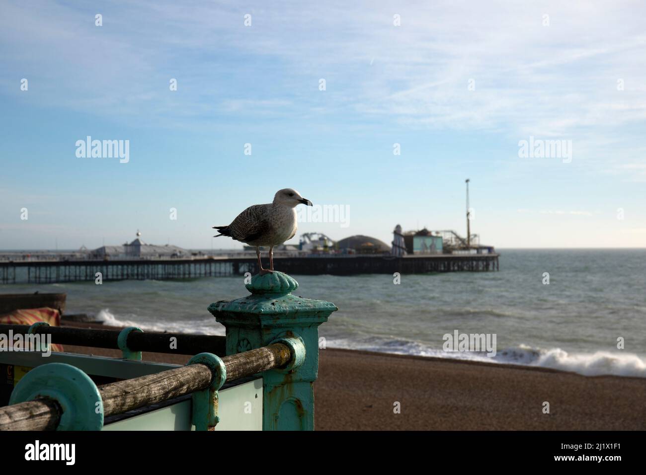 Herring Gull Behaviour Stock Photo Alamy