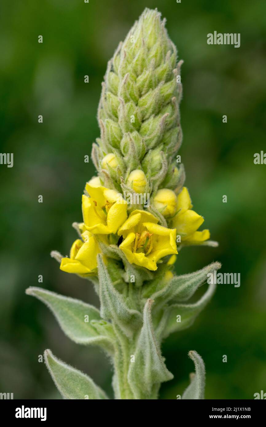 Aaron's rod Verbascum thapsus growing on the Great Ormes head in North  Wales UK Stock Photo - Alamy