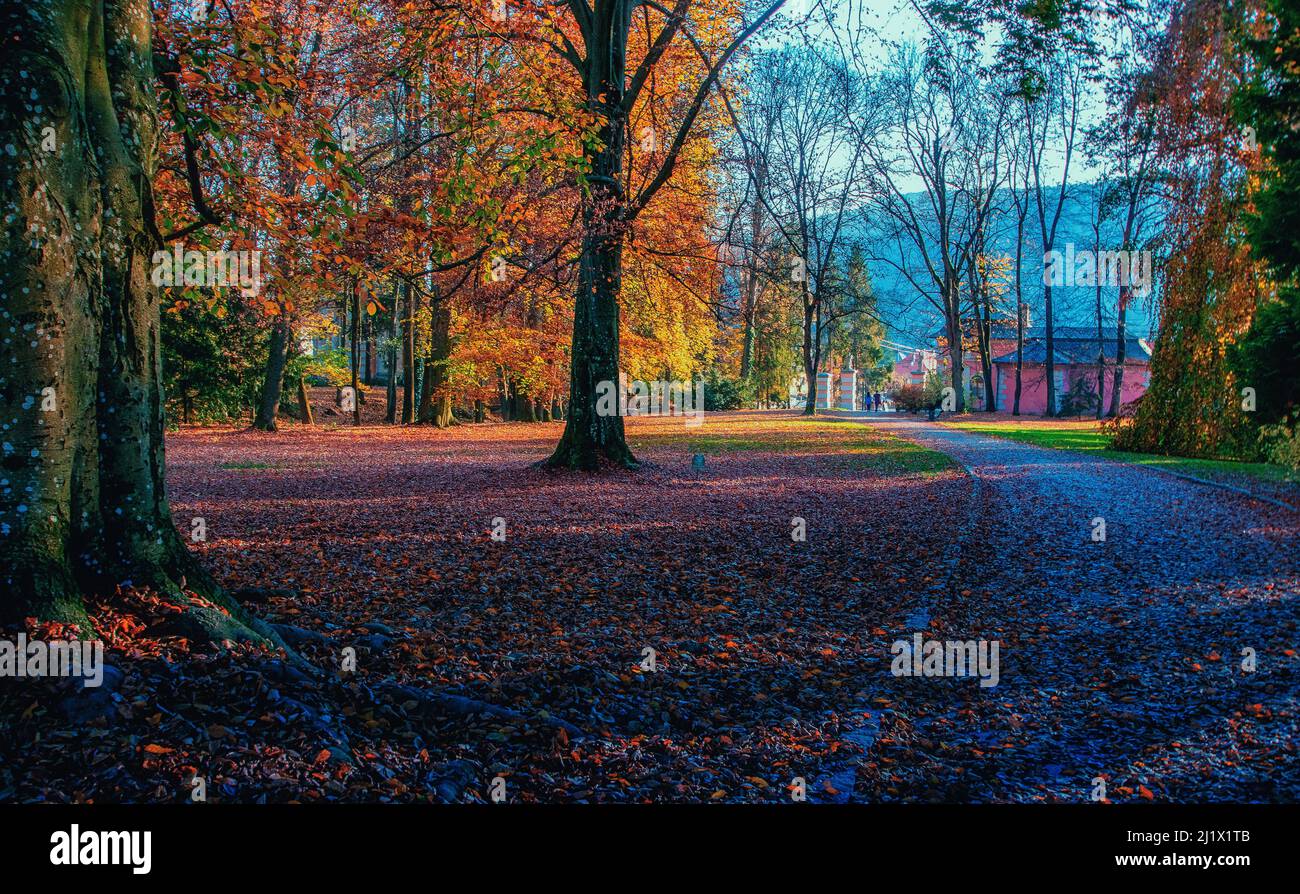 A photo of a road in park and fallen autumn leaves Stock Photo - Alamy