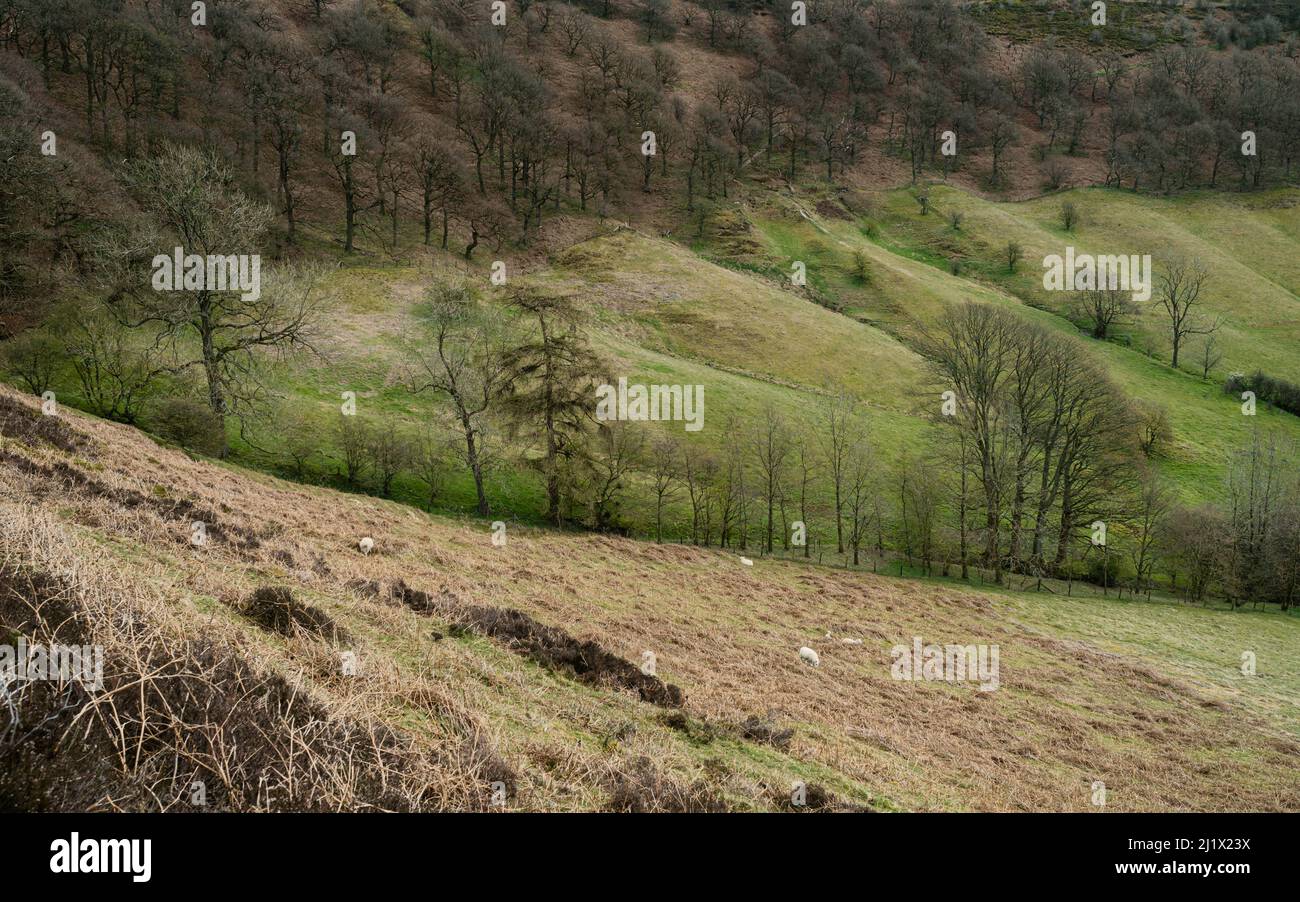 North York Moors in the Hole of Horcum, a natural depression, flanked by trees and dead ferns with a few sheep grazing in spring. Goathland, UK. Stock Photo