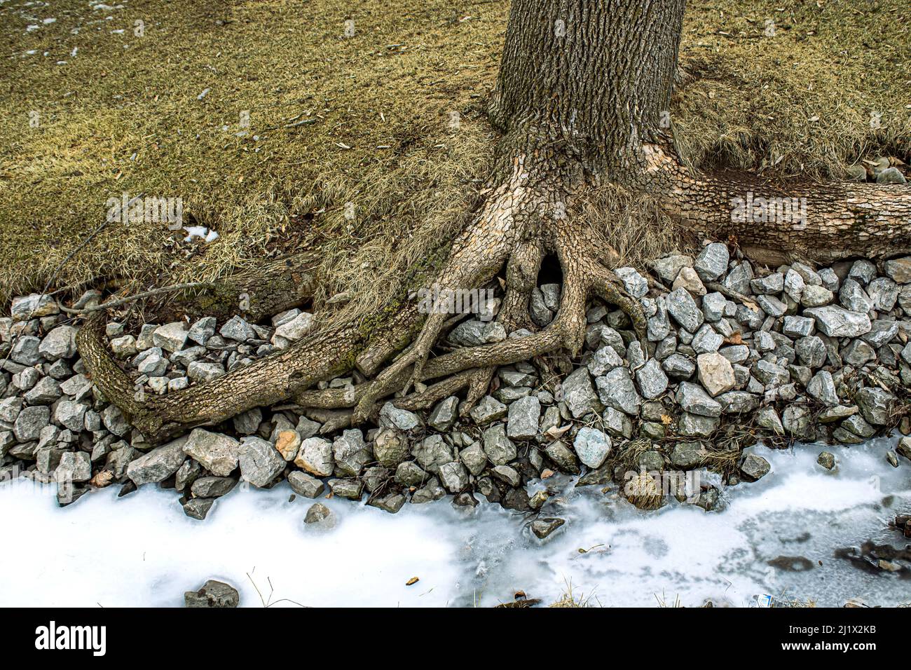 Roots are expanding into the rocky ditch Stock Photo - Alamy