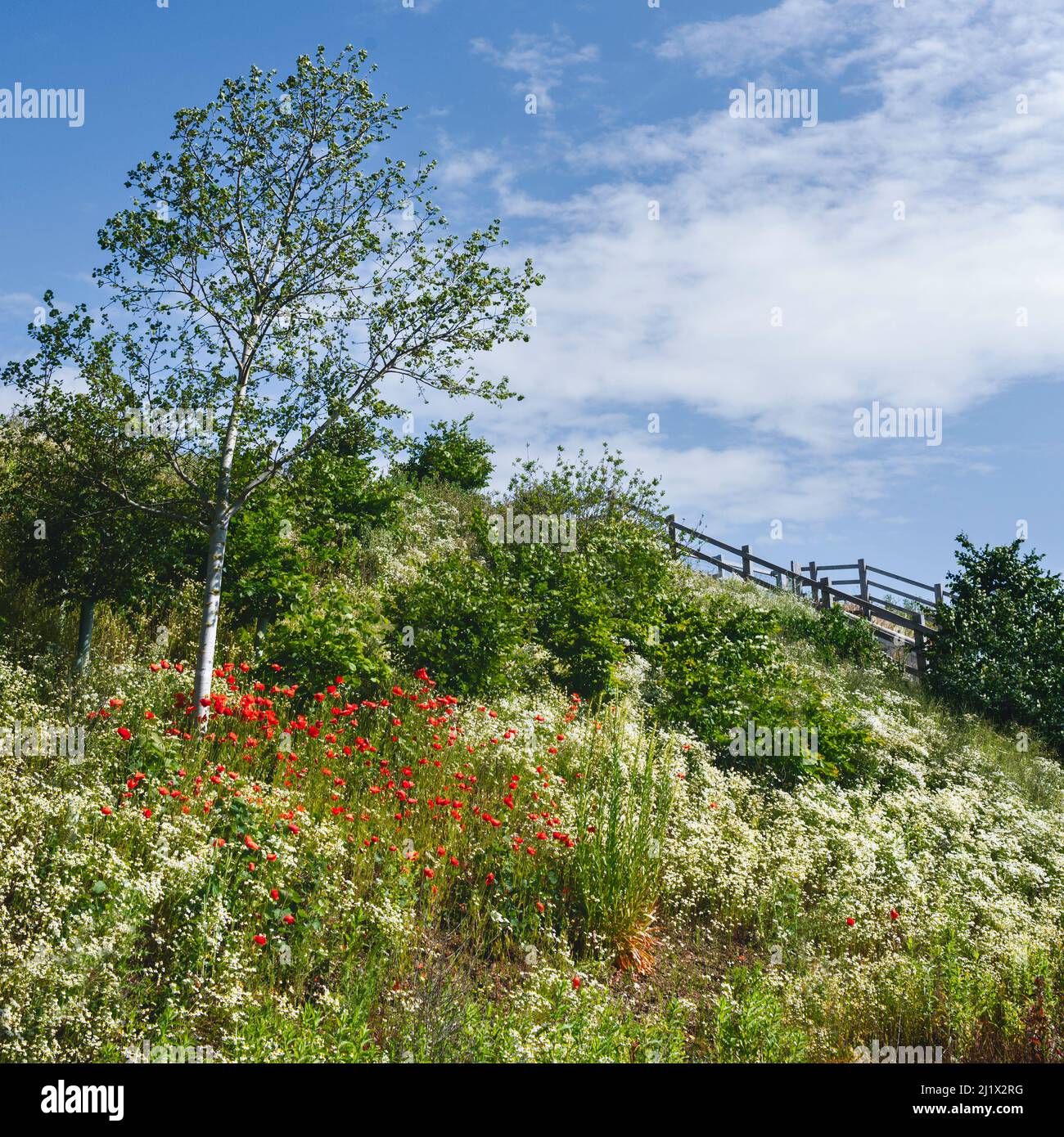 Wild flowers, daisies and poppies, and other flora alongside Minster Way in abundance of colour in spring  in Beverley, Yorkshire, UK. Stock Photo