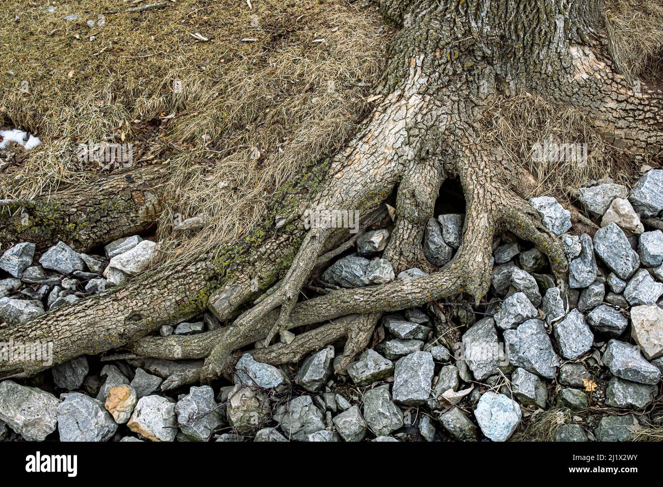 Roots are expanding into the rocky ditch Stock Photo - Alamy
