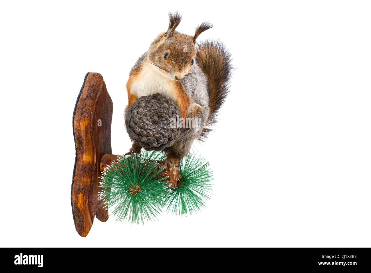 taxidermy stuffed squirrel