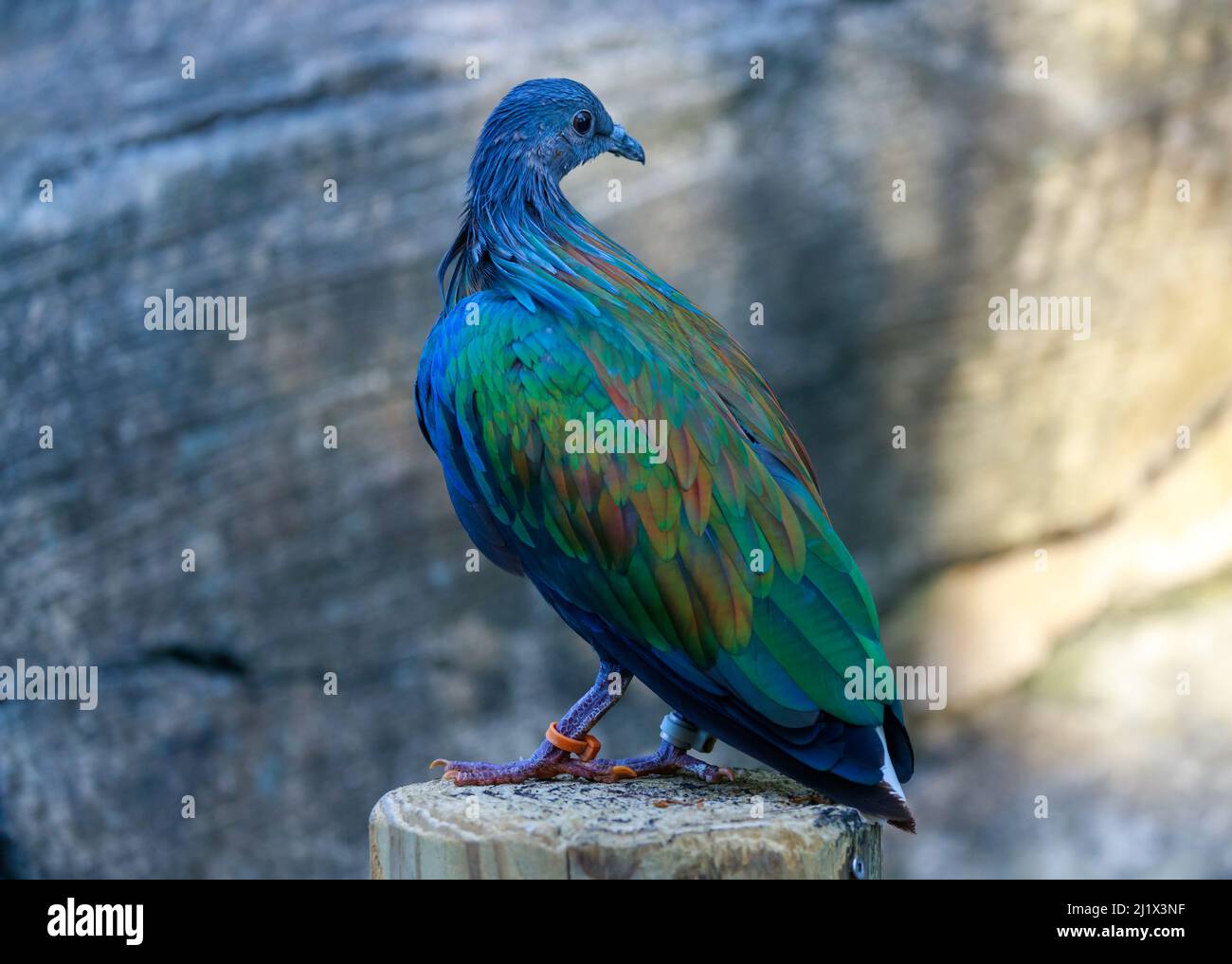 A the maned pigeon is one of the most beautiful pigeons, its plumage