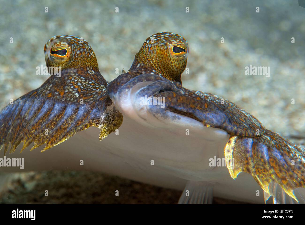 Wide-eyed flounder (Bothus podas) portrait showing eyes above head, Tenerife, Canary Islands. Stock Photo
