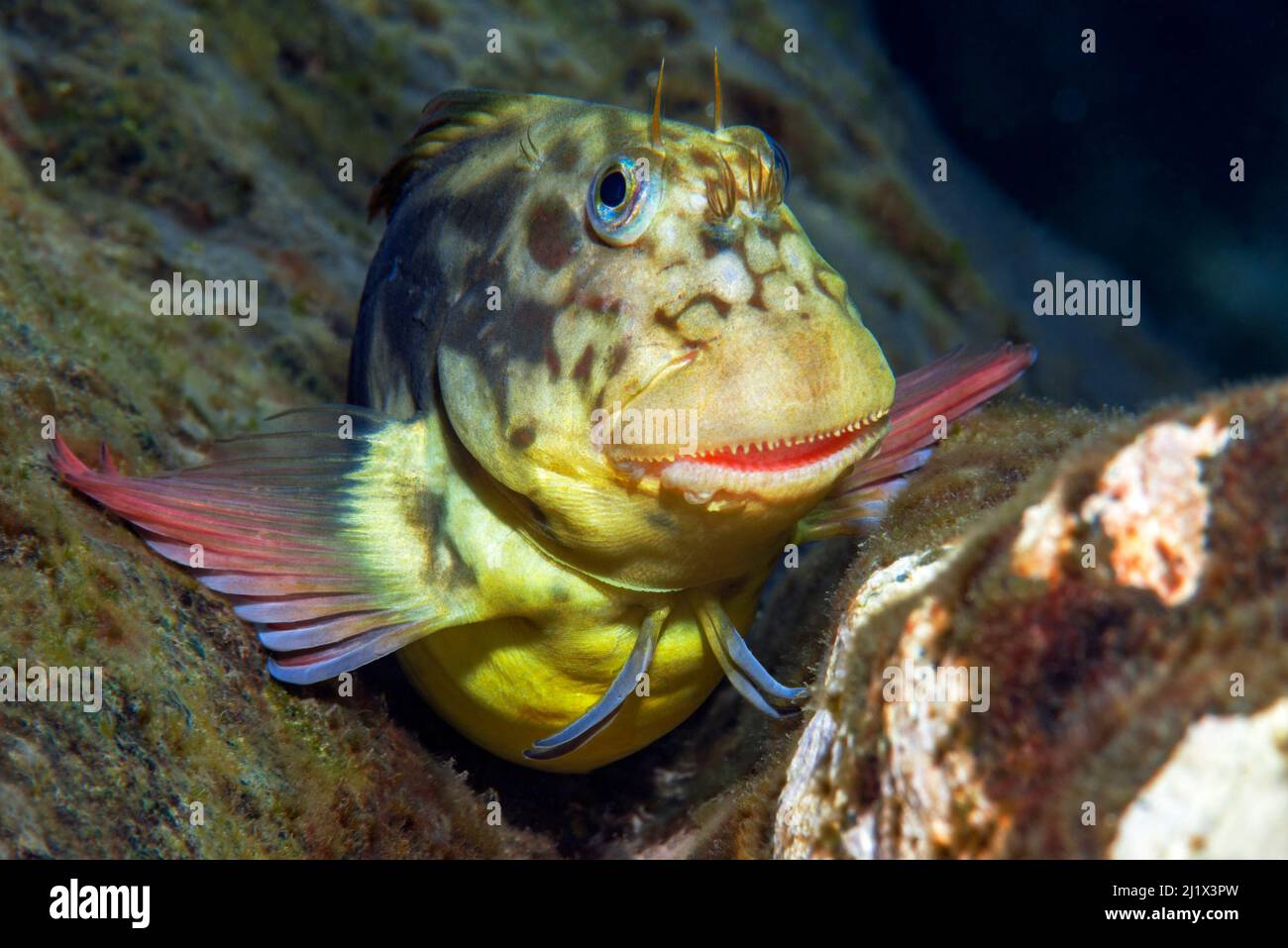 Red-lipped blenny (Ophioblennius atlanticus) portrait, Tenerife, Canary Islands. Stock Photo