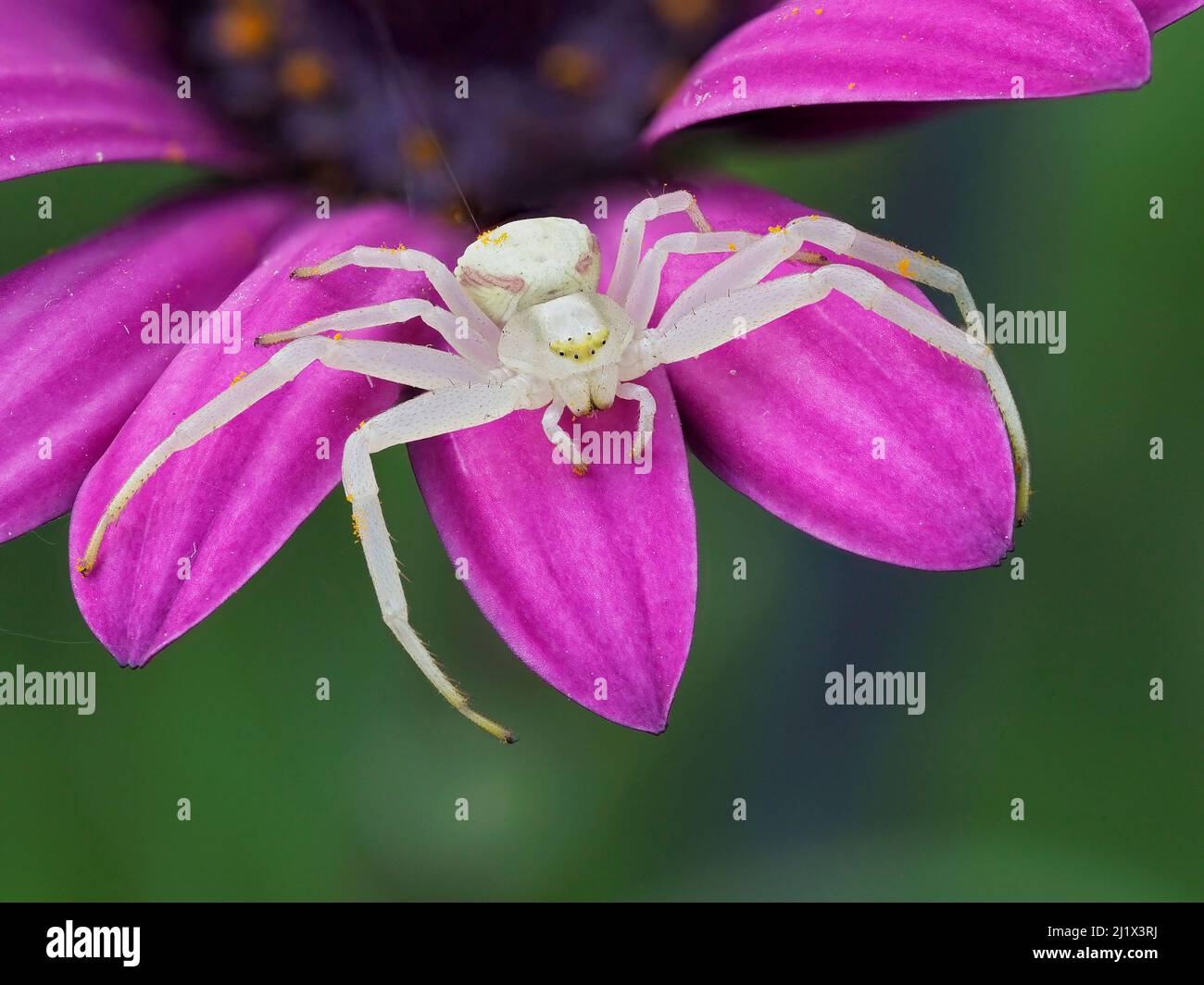Crab spider (Misumena vatia) sitting on a garden flower, Hertfordshire, England, UK, April - Focus Stacked Stock Photo