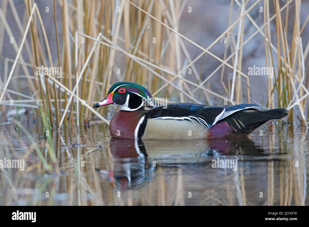 Wood duck (Aix sponsa) male in breeding plumage. Acadia National Park