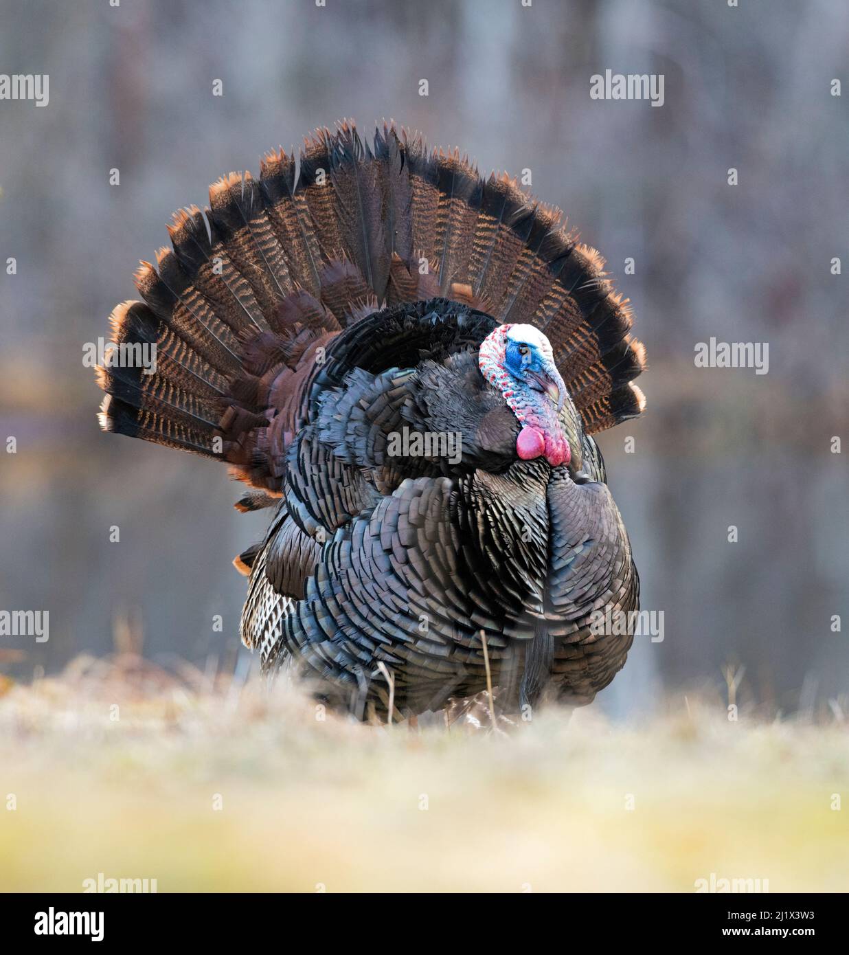 Wild turkey (Meleagris gallopavo) male displaying during spring mating