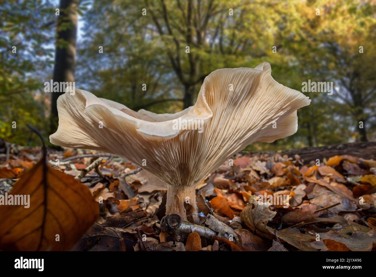 Fleecy milk-cap fungus (Lactifluus  / Lactarius vellereus) on the forest floor in beech woodland in autumn, France, November Stock Photo