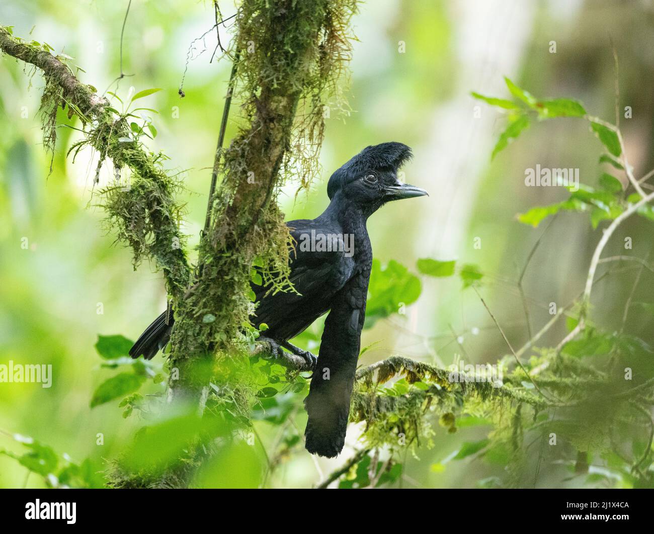 Long-wattled umbrellabird (Cephalopterus penduliger) Buenaventura Reserve, Ecuador. Stock Photo