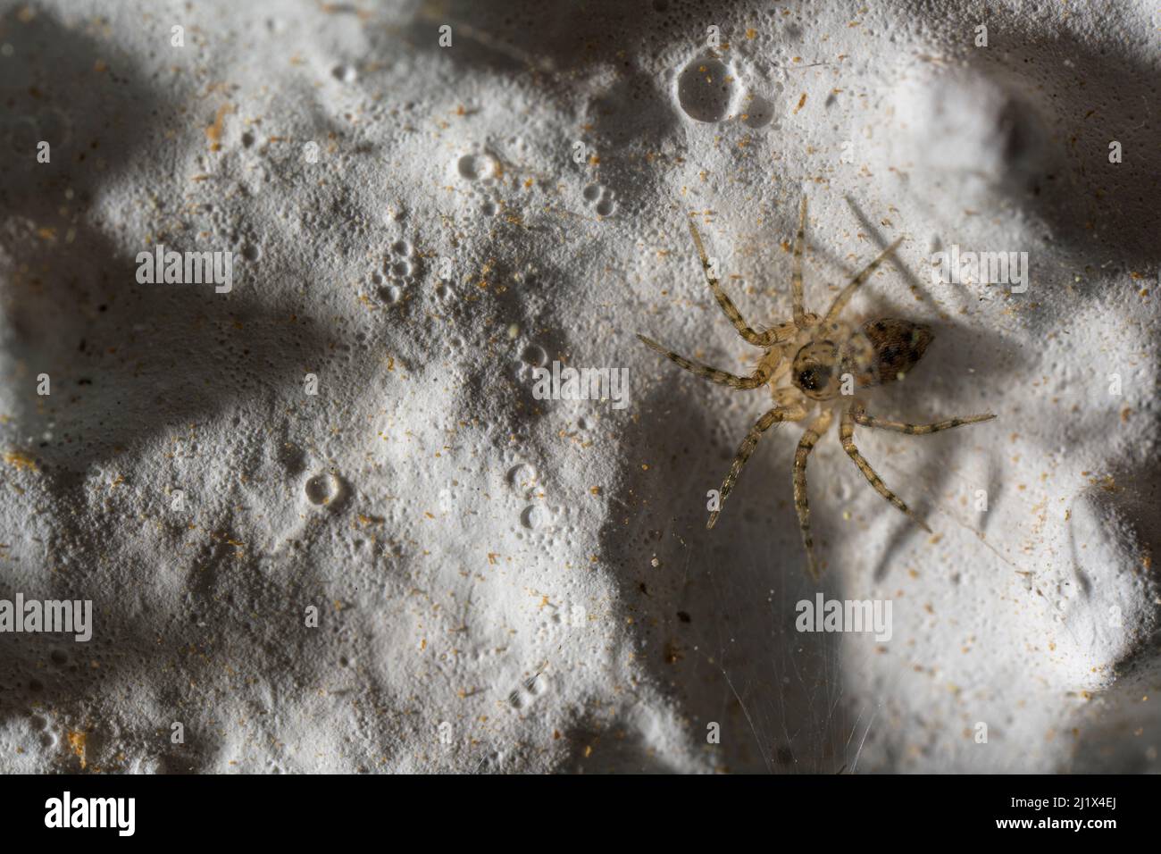 Wall spider (Oecobius sp.) on a house wall,  Genova, Italy. March. Stock Photo