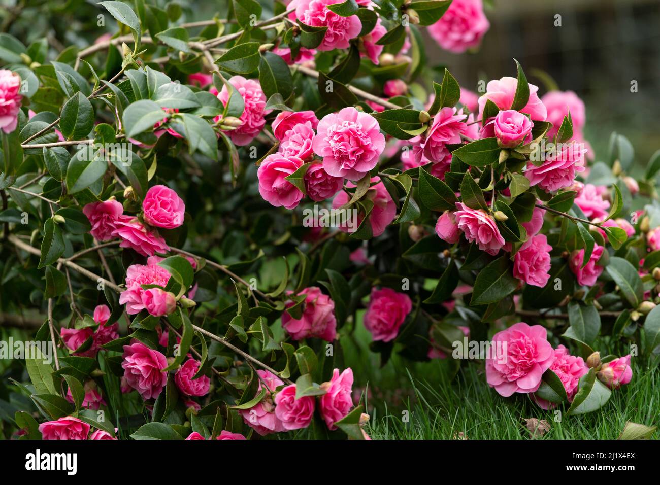 Camellia bush flowering Stock Photo