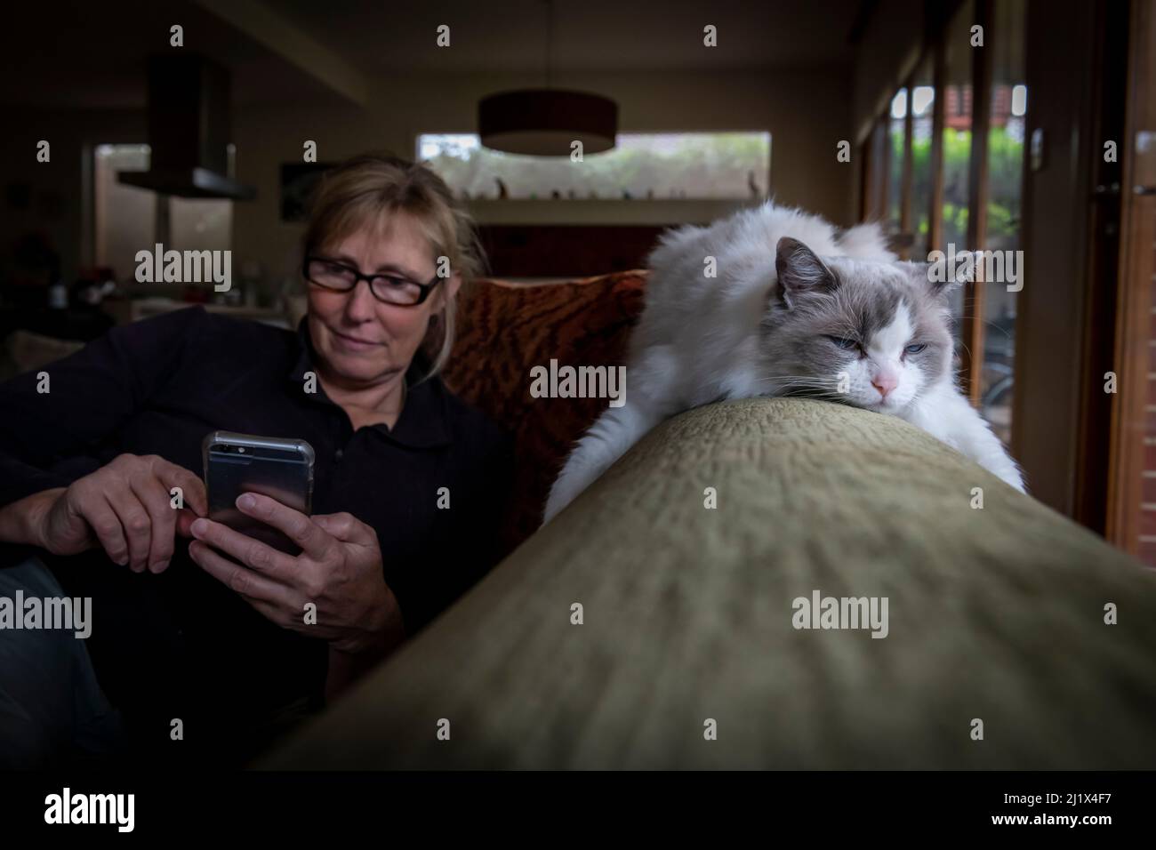 Portrait of female rag doll cat , Chloe, relaxing on a couch whilst her owner, checks her phone. Brighton, Victoria, Australia. April 2020. Editorial Stock Photo