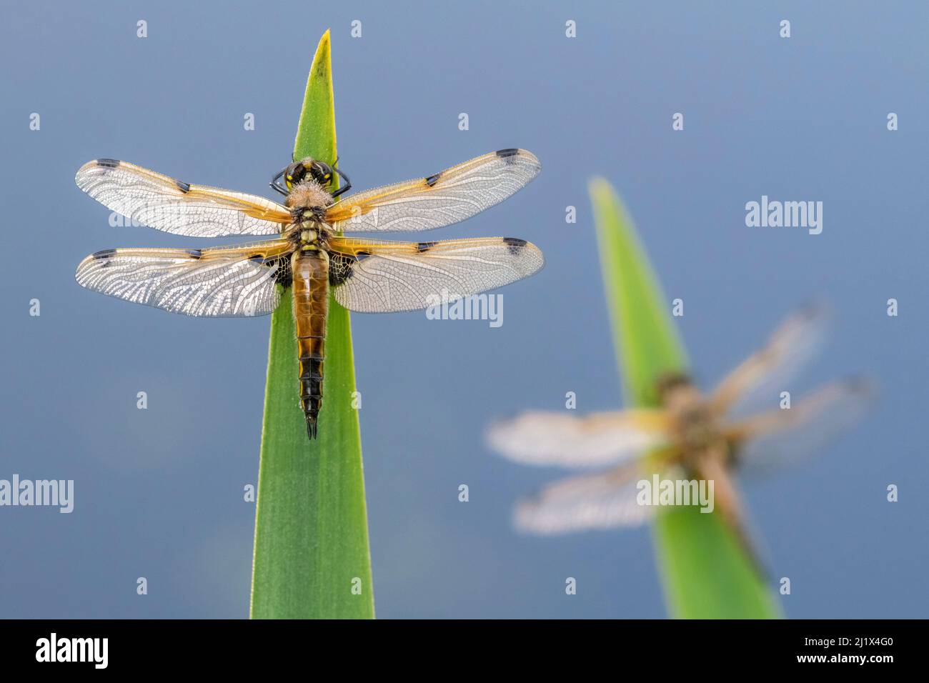 Two spotted dragonflies hi-res stock photography and images - Alamy
