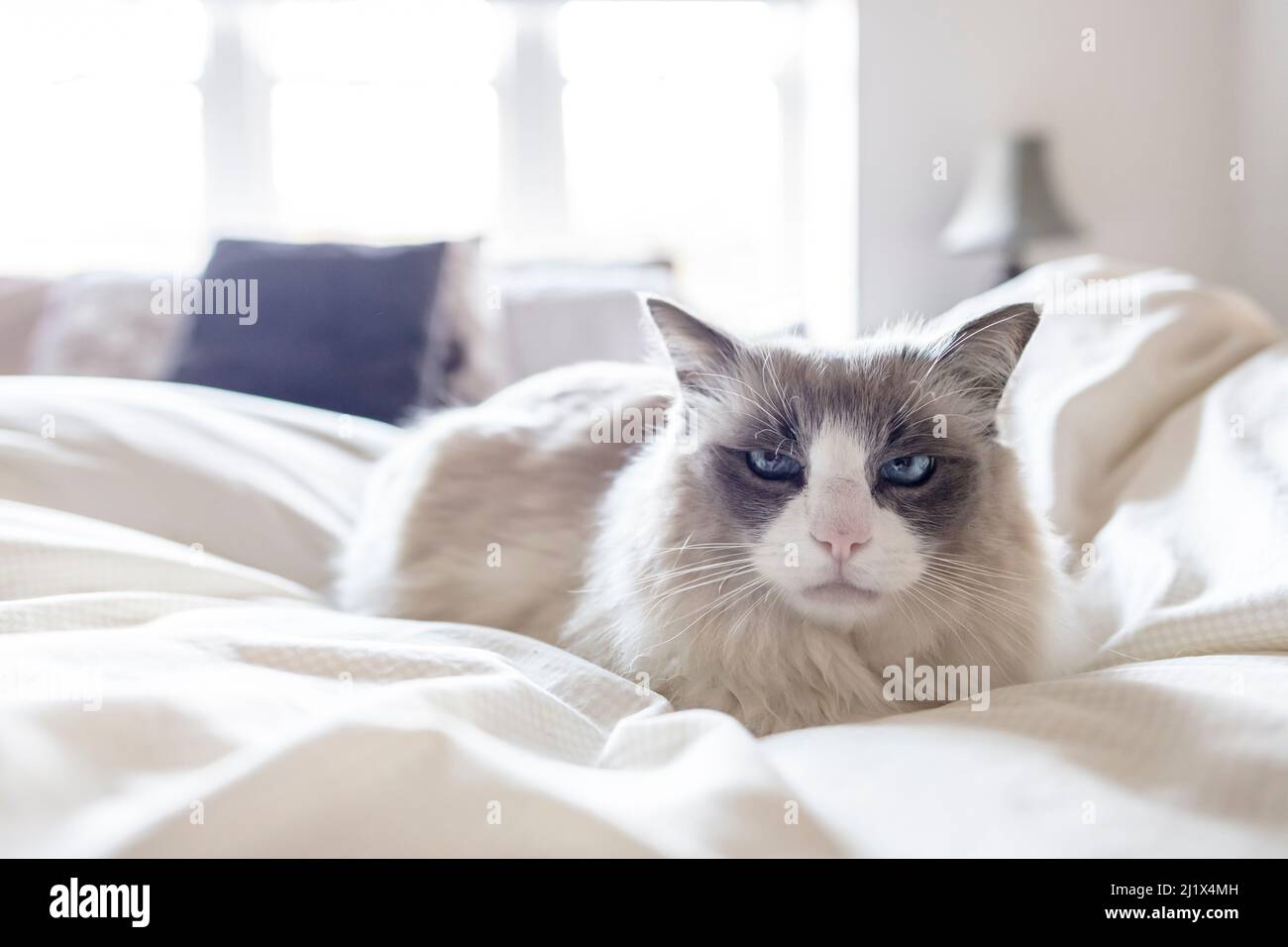 Portrait of domestic ragdoll cat, male Shiloh age 13 on a