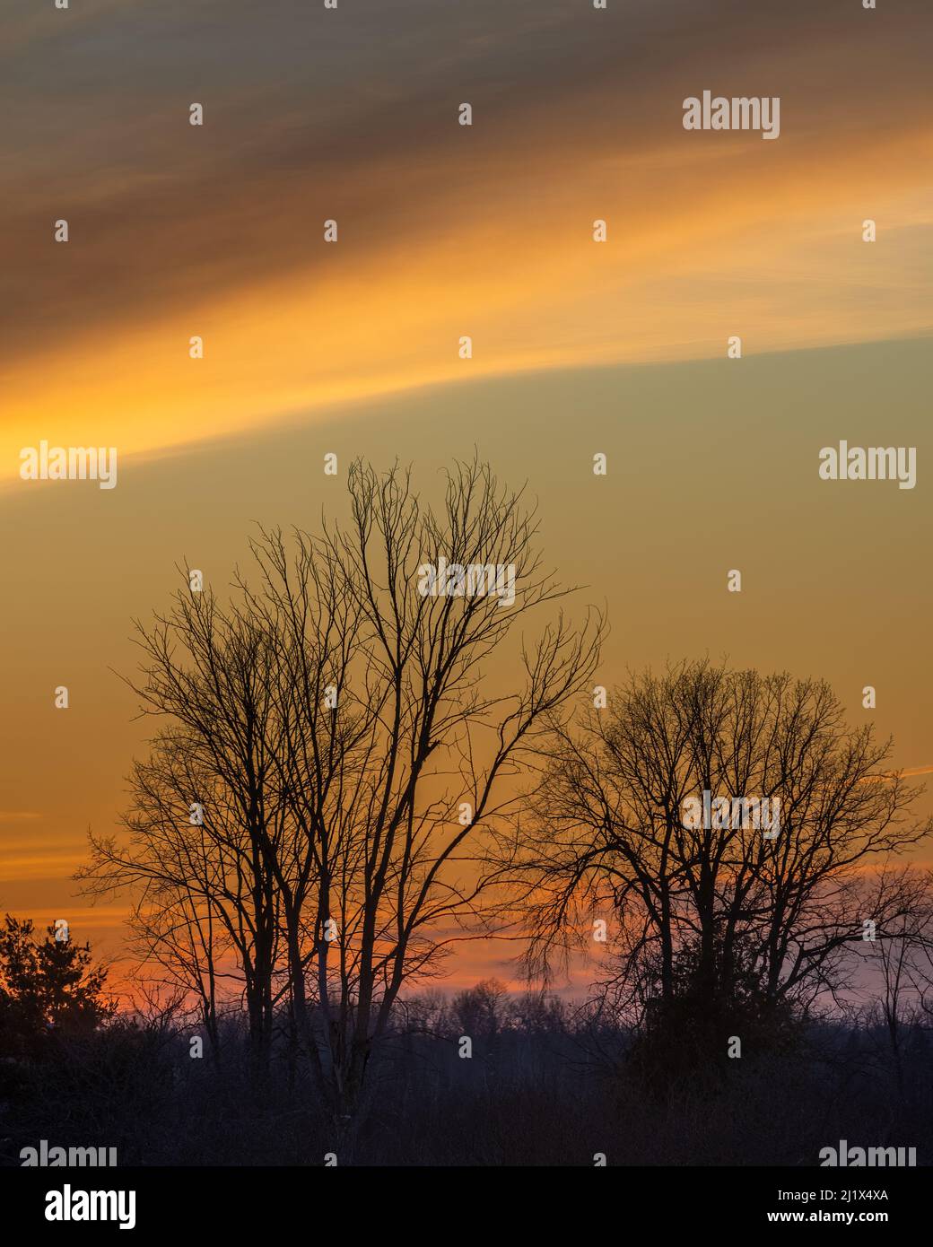 Vertical shot silhouette trees hi-res stock photography and images - Alamy