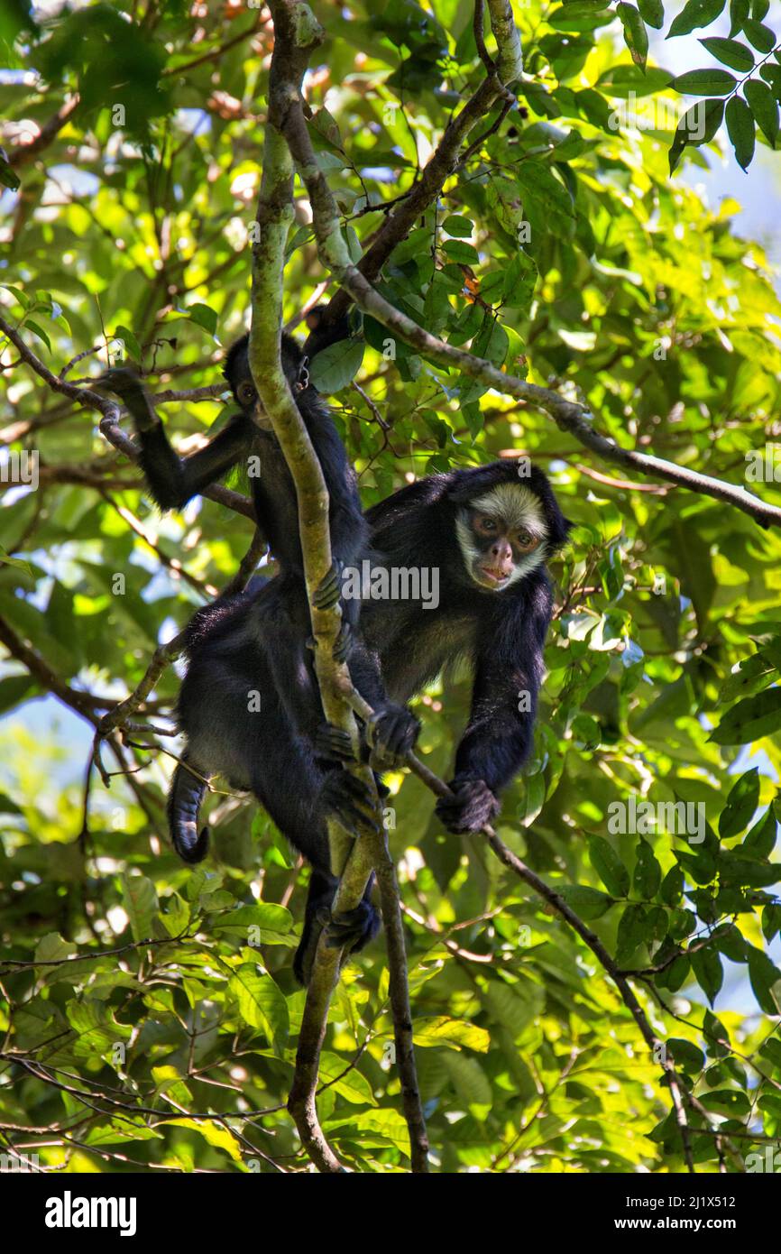 Macaco aranha hi-res stock photography and images - Alamy