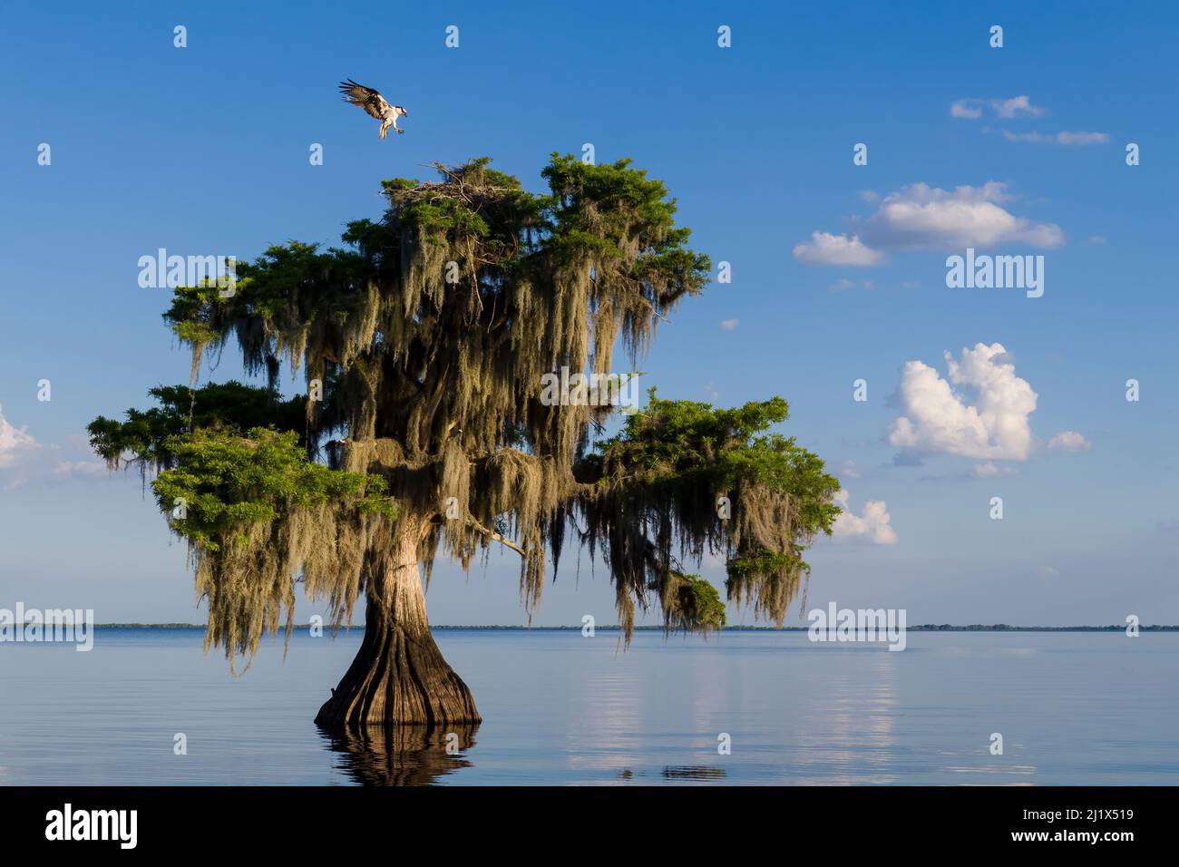 Osprey (Pandion haliaetus) landing at its nest in a Bald cypress tree (Taxodium distichum) draped with epiphytic Spanish moss (Tillandsia usneoides). Stock Photo