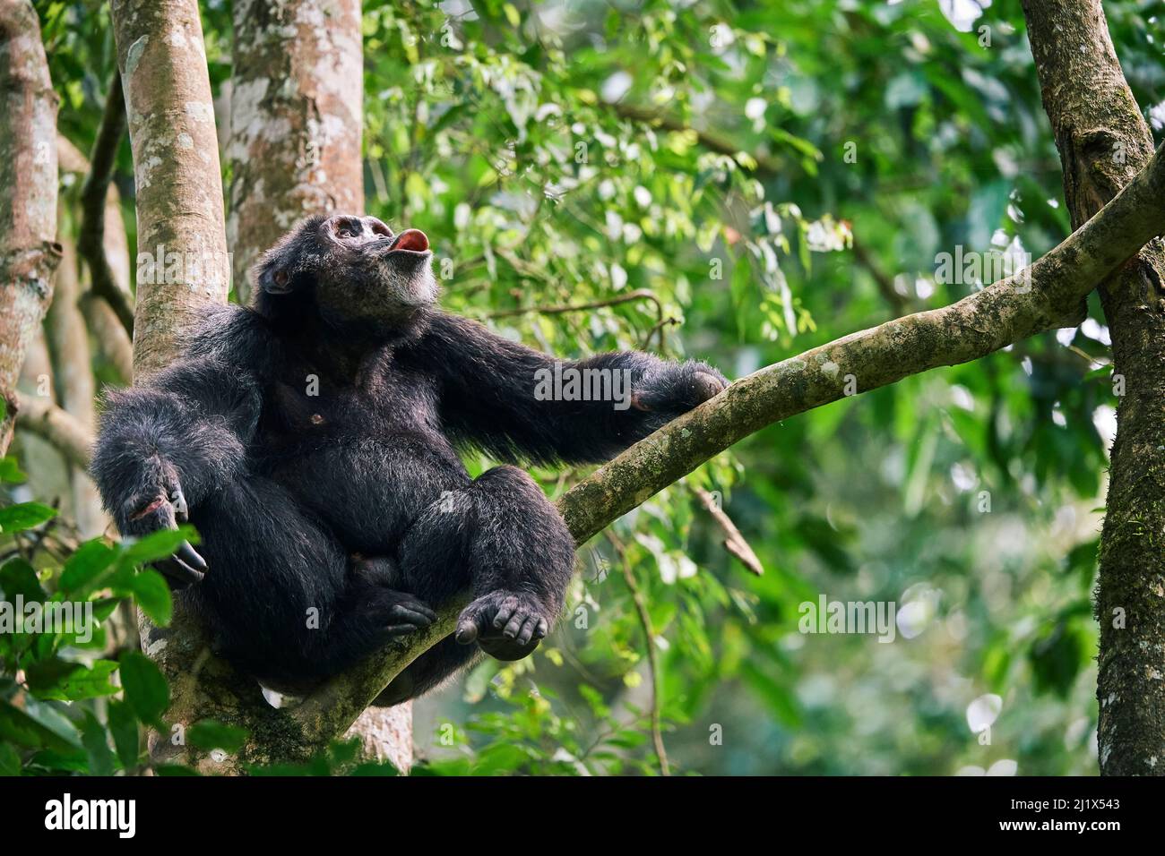 Chimpanzee (Pan troglodytes schweinfurthii) male vocalising in tree, Kibale National Park, Uganda, Africa Stock Photo
